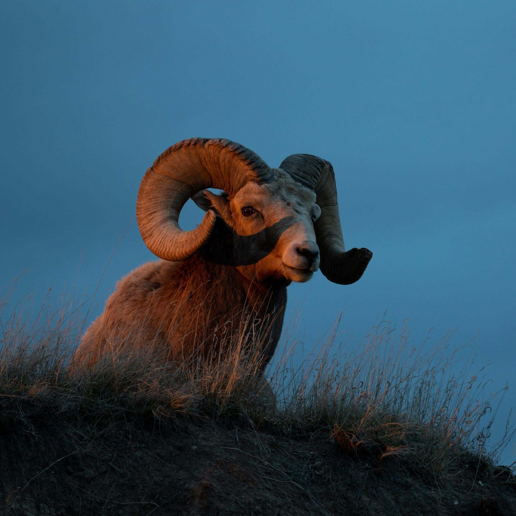 A bighorn sheep at dusk.