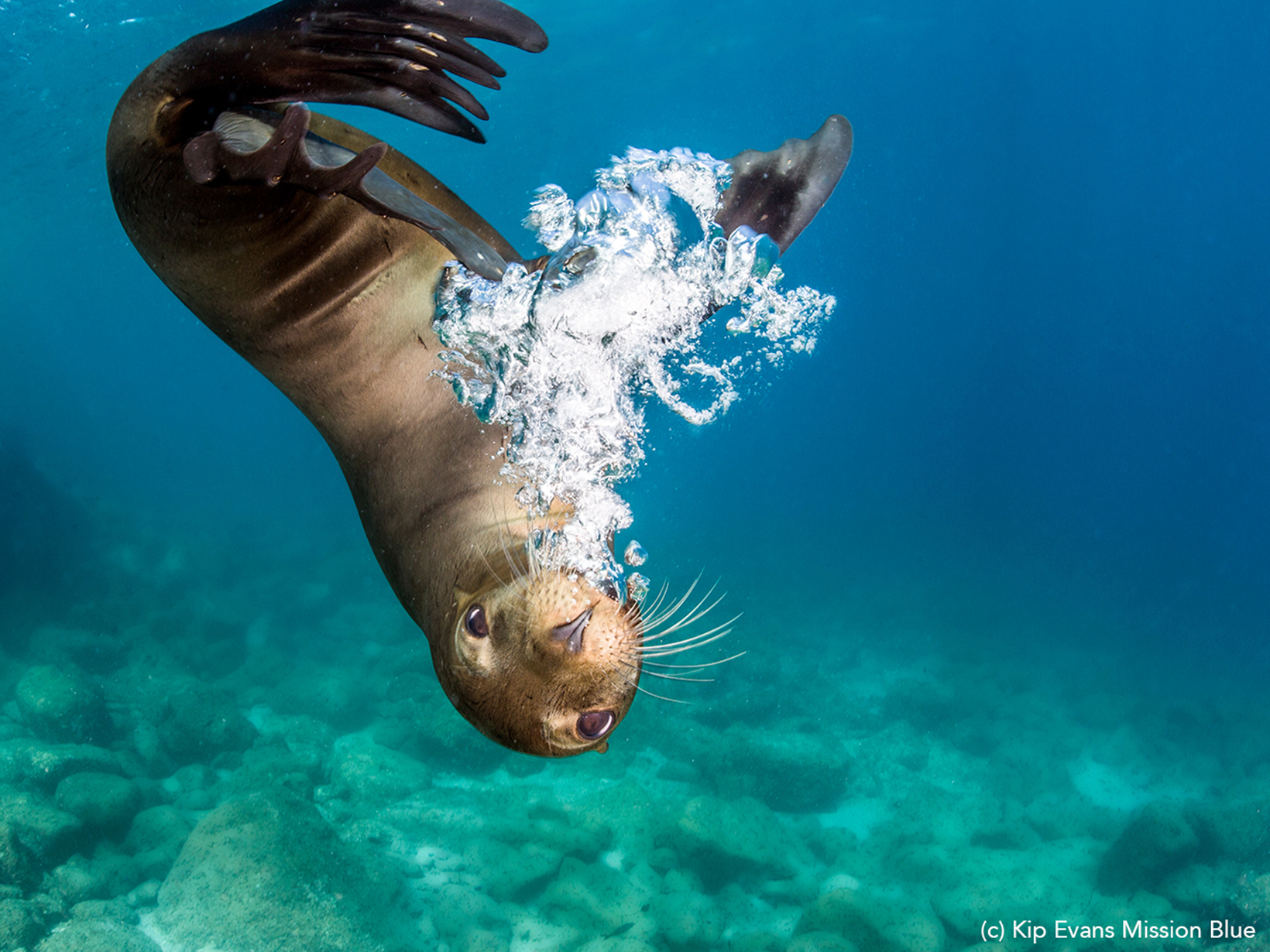 A brown Sea Lion plays in the water, looking at the camera and blowing bubbles. 