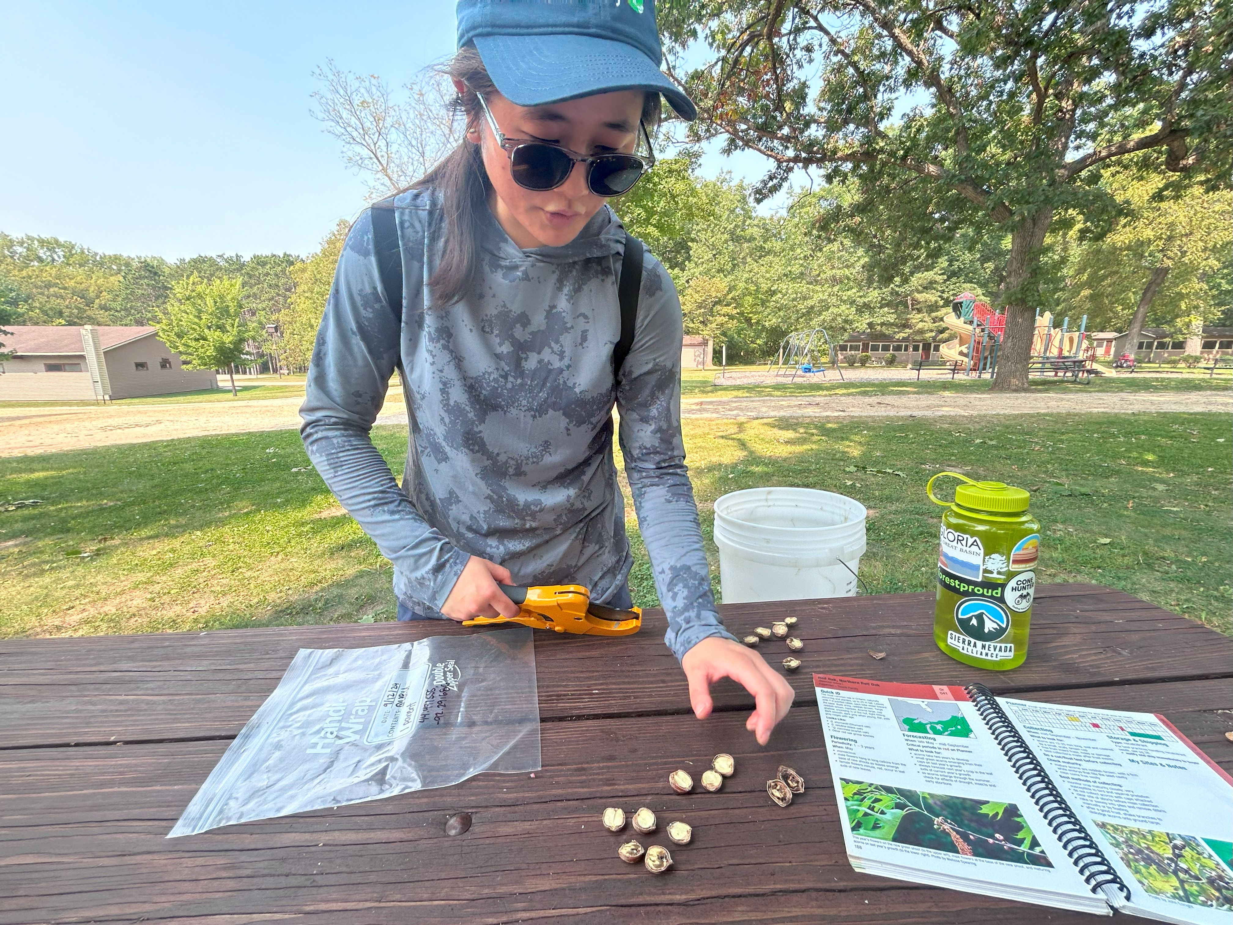 TNC staffer sorting acorns on a picnic table.