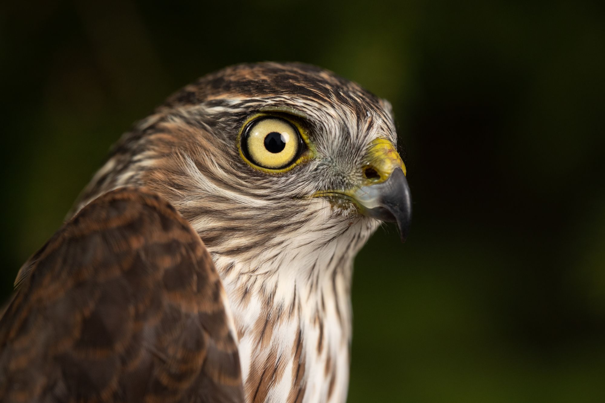 An adult sharp-shinned hawk with yellow eyes sits center screen.