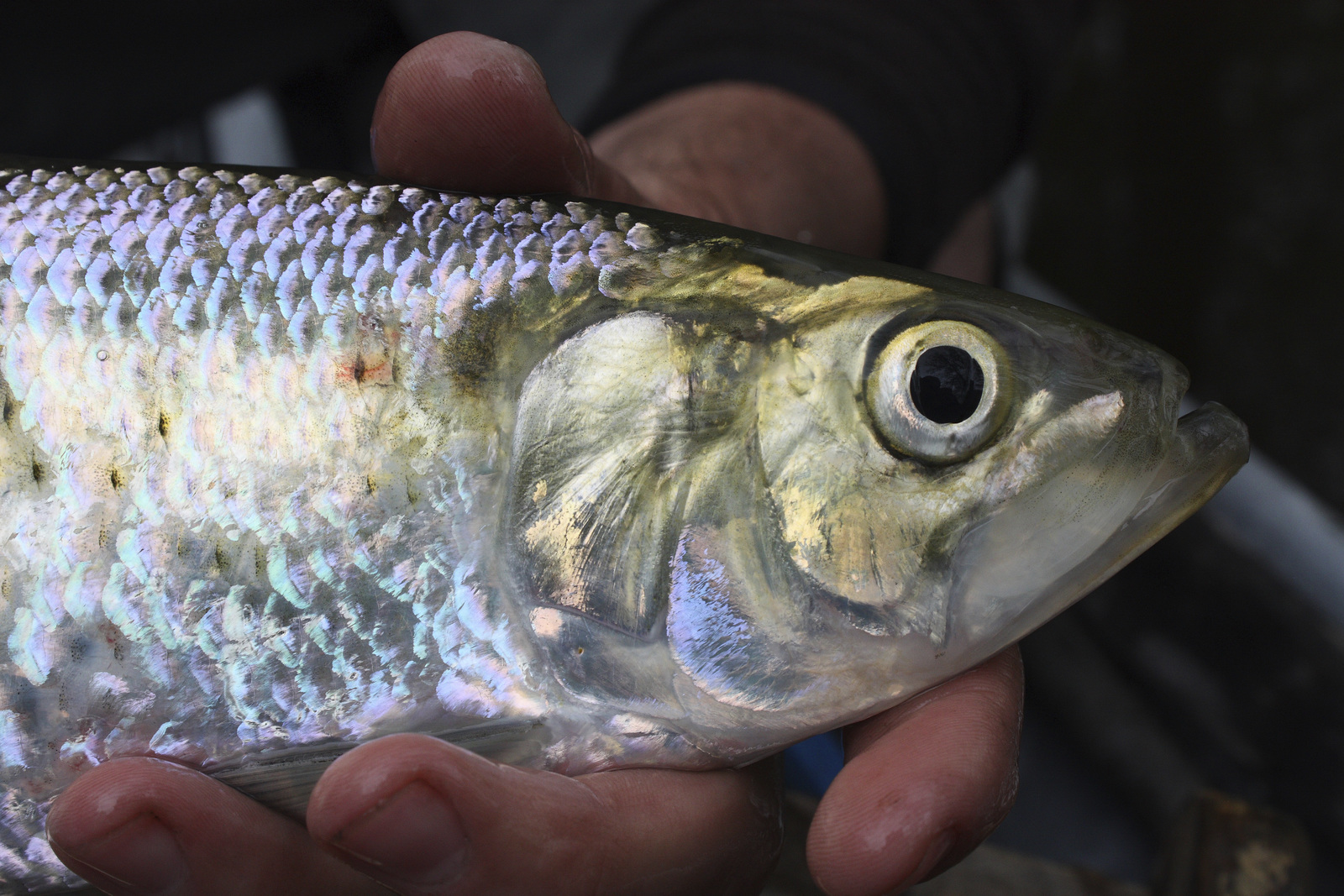 A hand holding a fish close to the camera.