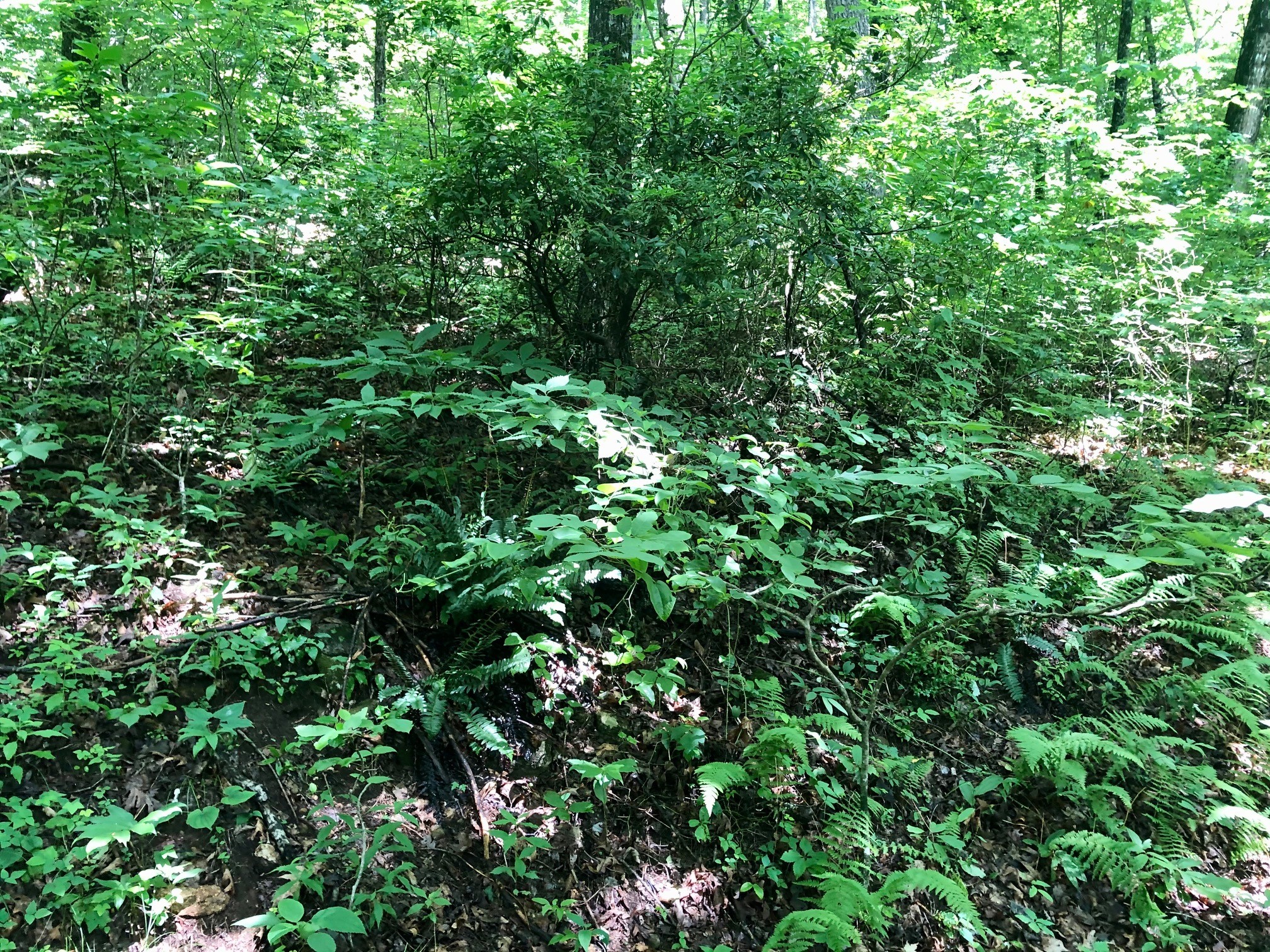 forest with dense shrubs and vegetation