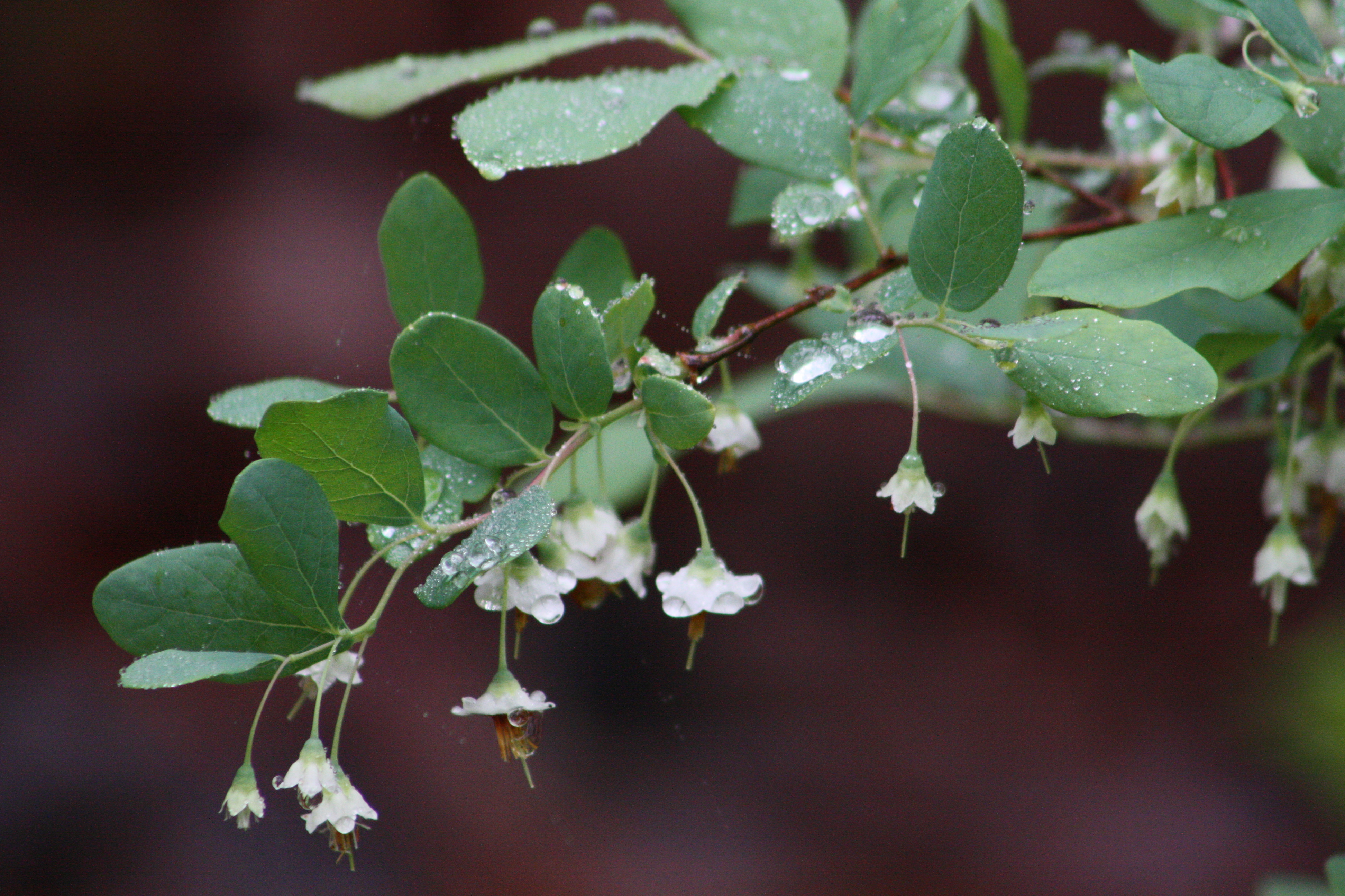 Small white flowers emerge from a green plant.
