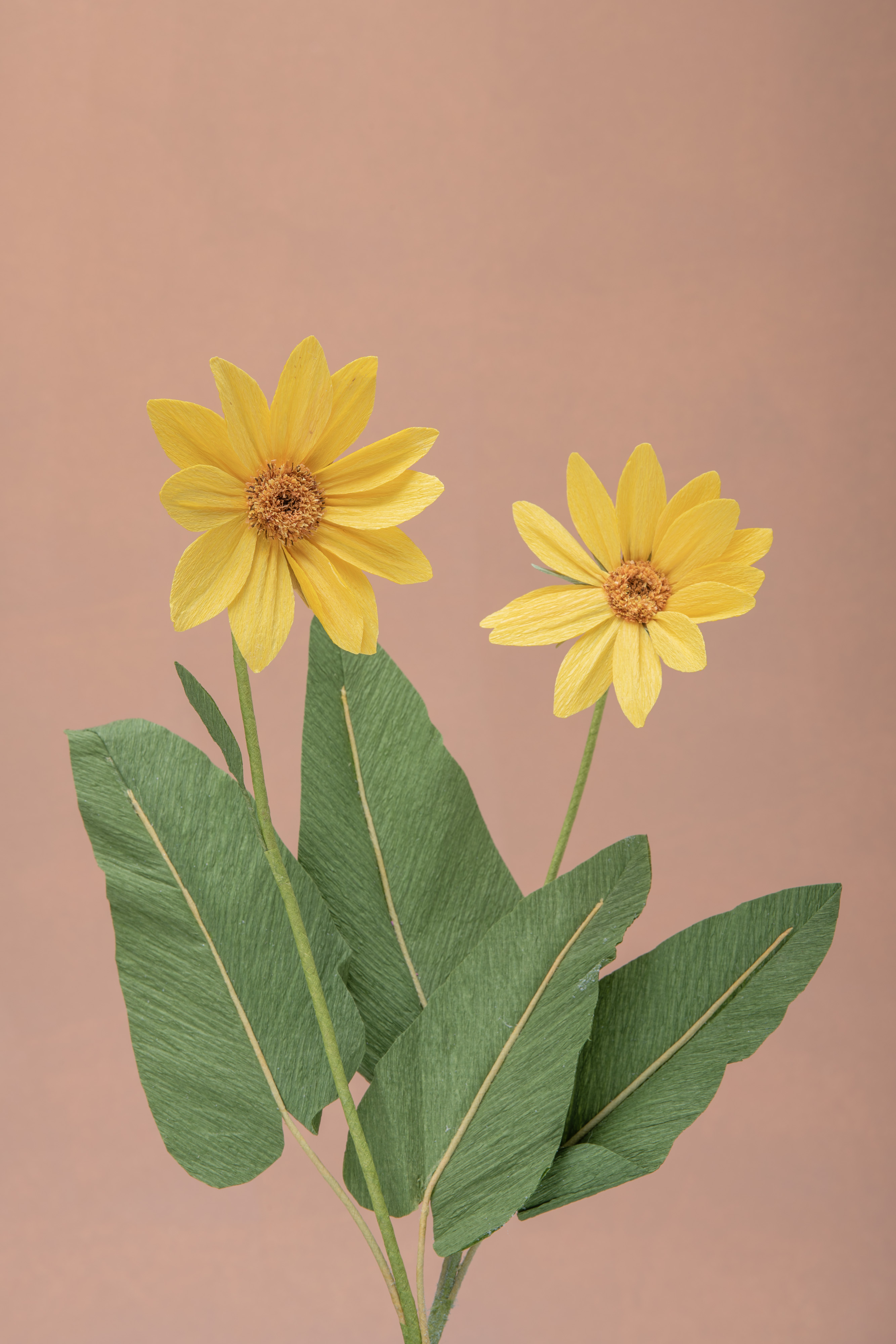 Arrowleaf Balsamroot