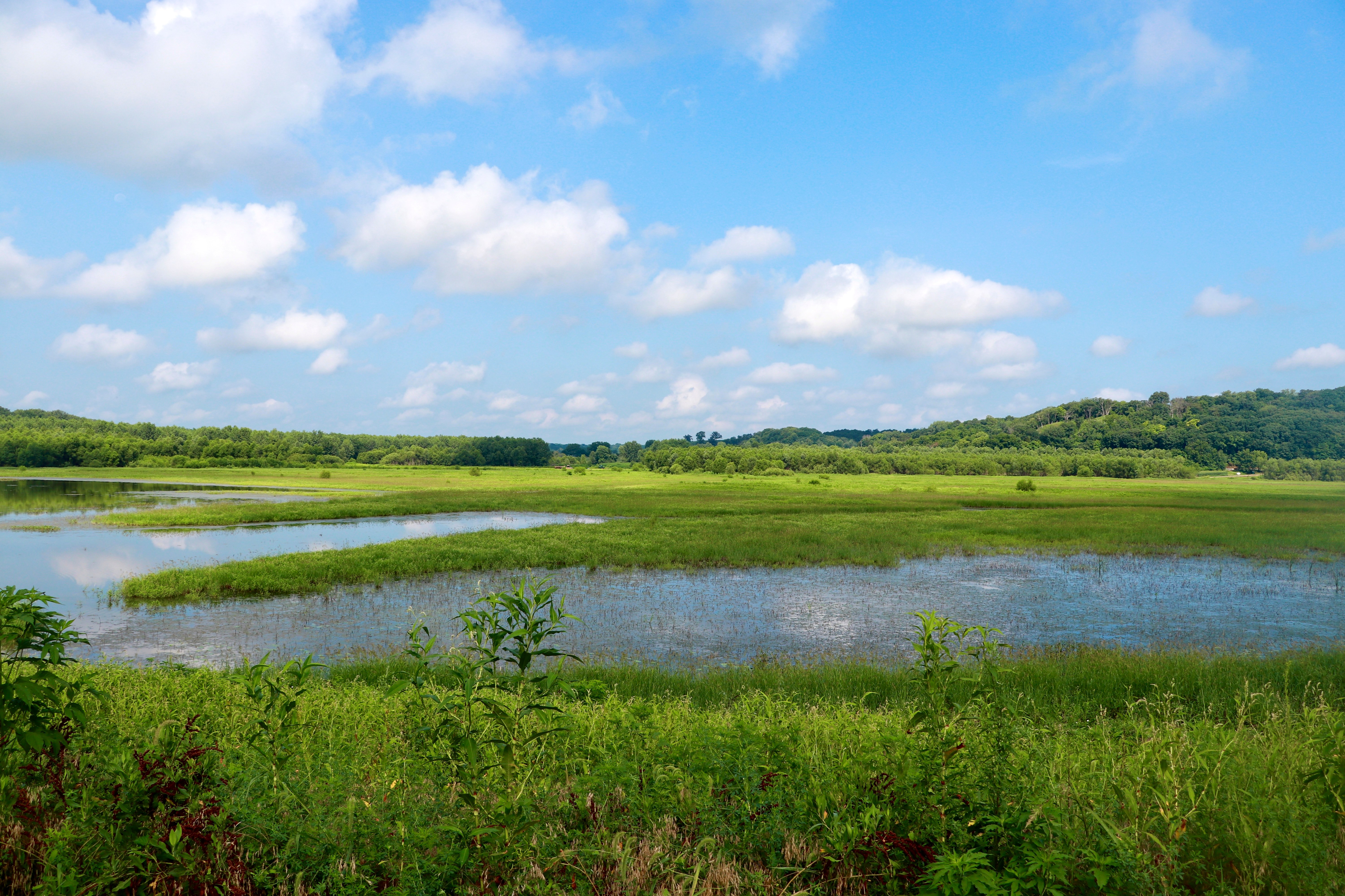 White clouds and a blue sky frame a shallow wetland.