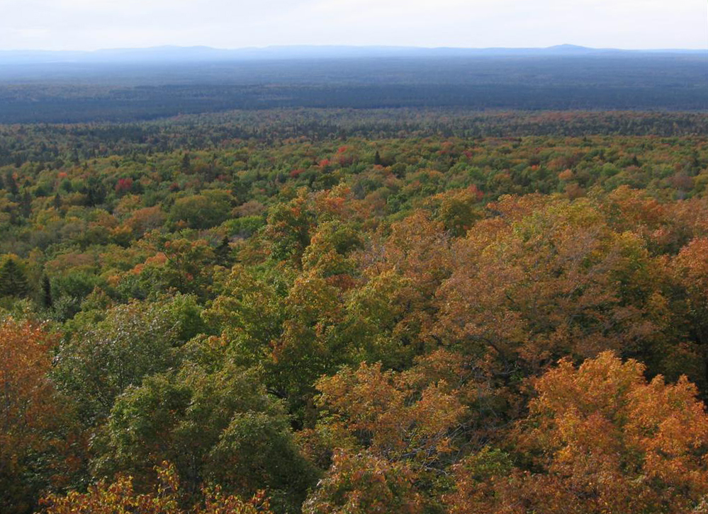 Aerial view of autumn trees in the St. John forest.