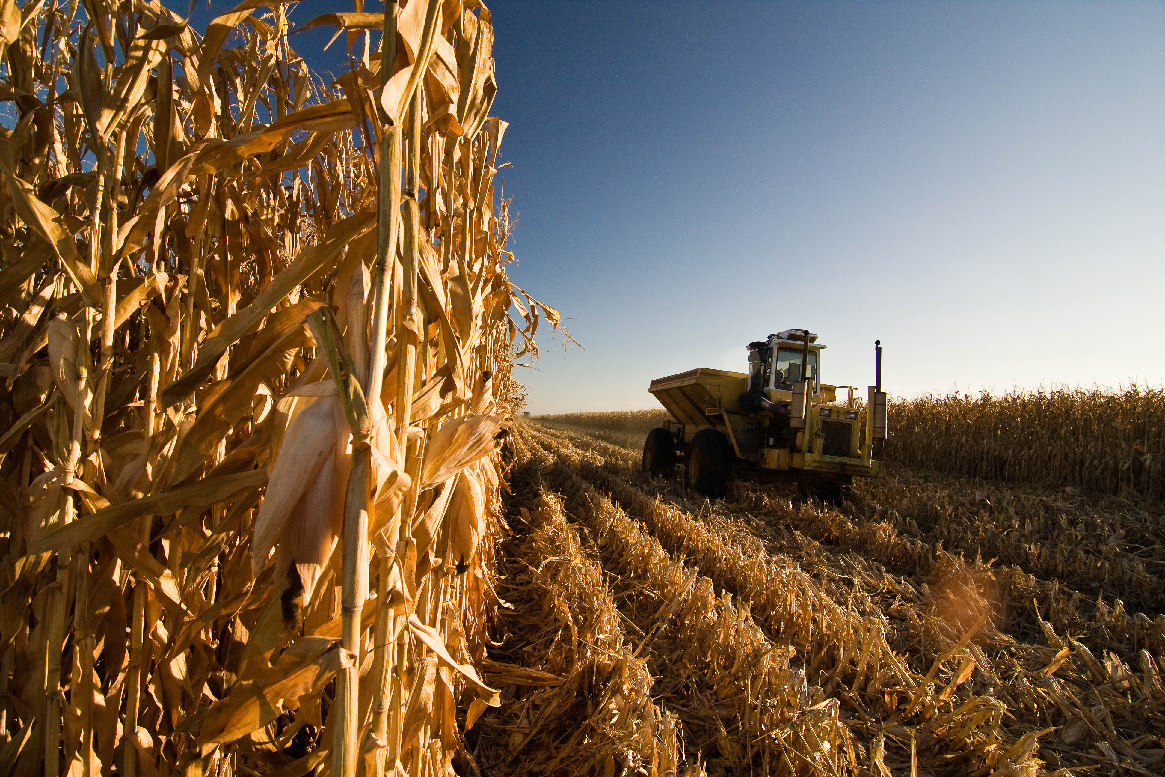 A combine harvesting corn.