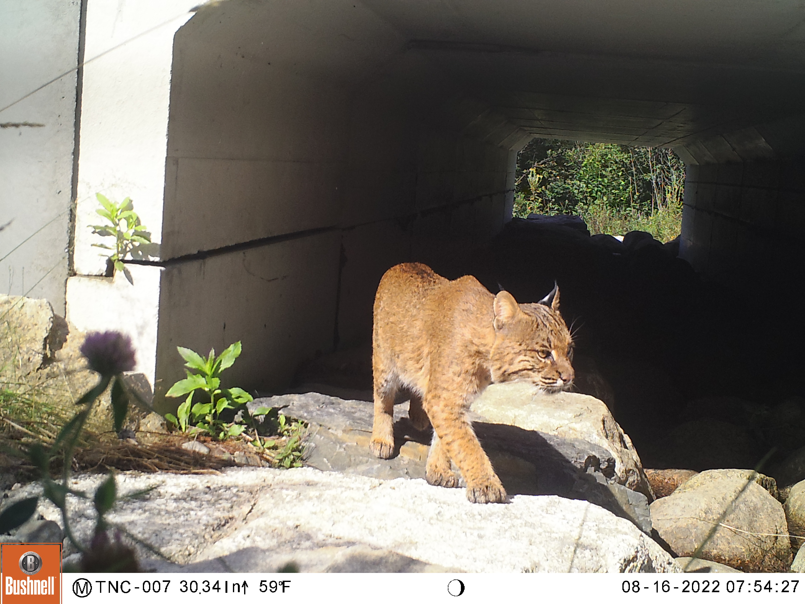 A bobcat crosses under a culvert under a road.