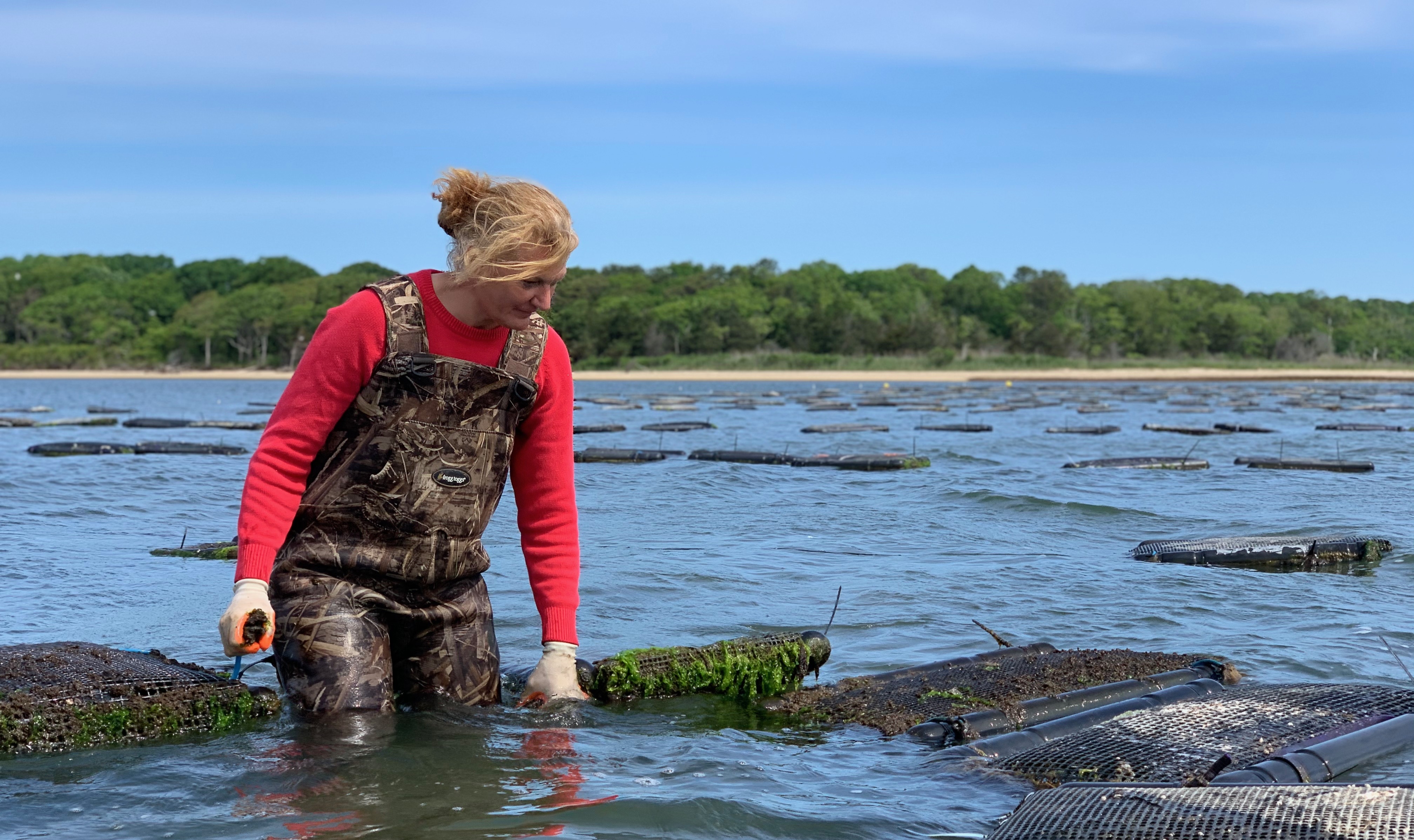 Sue Wicks wears ocean waders and is knee deep in the waters of her oyster farm.