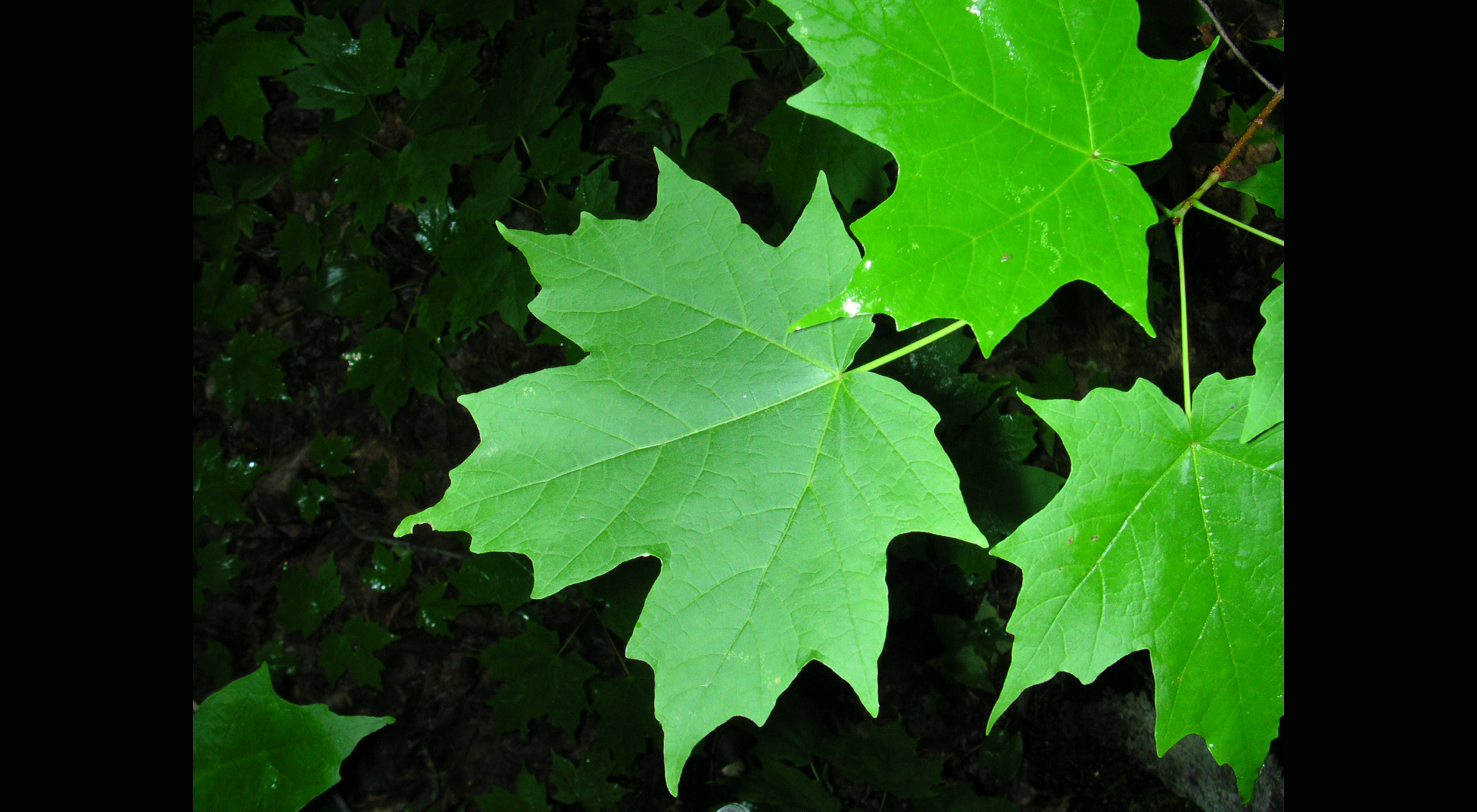 A close-up of green sugar maple leaves against a dark background.