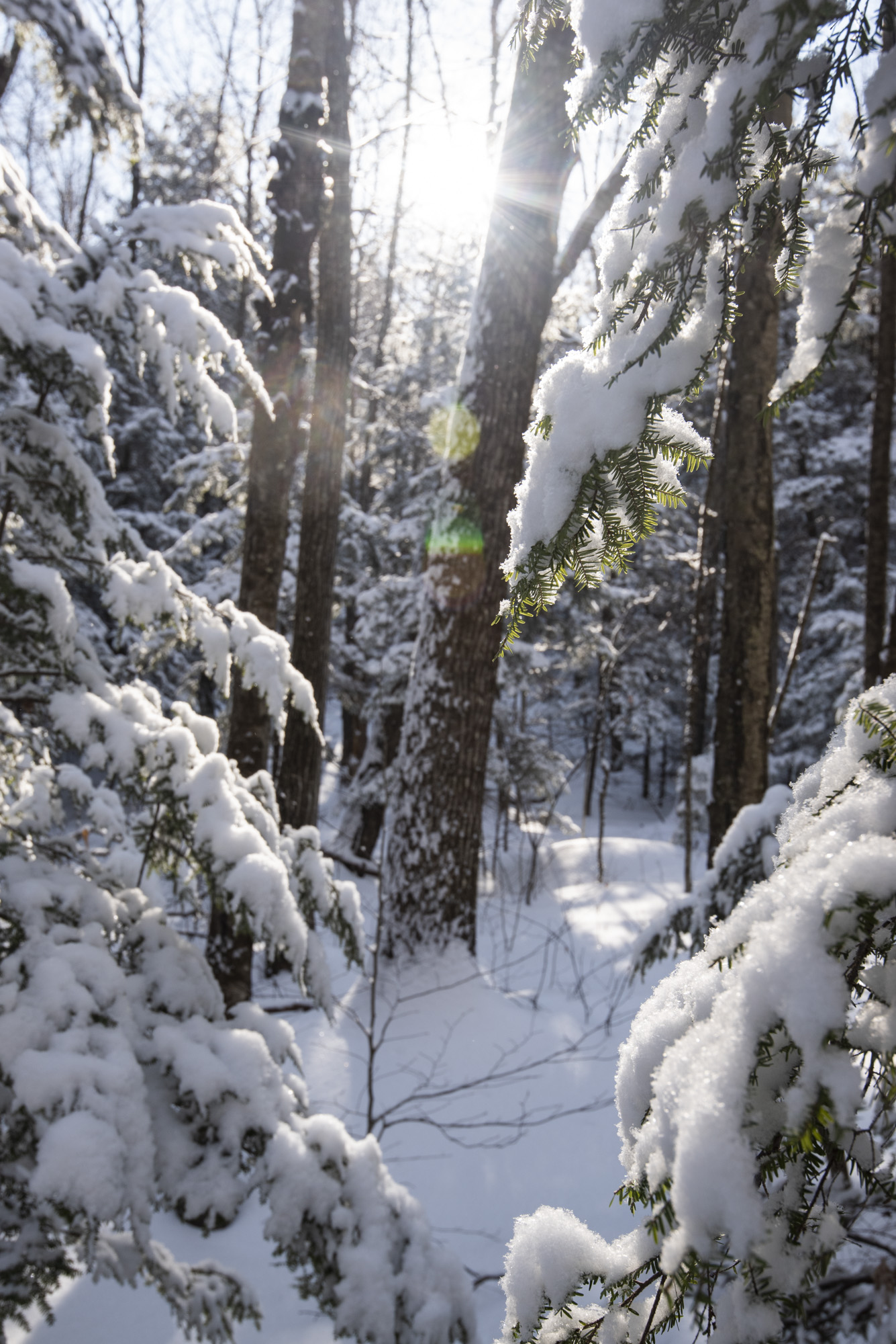 Looking into a snowy forest.