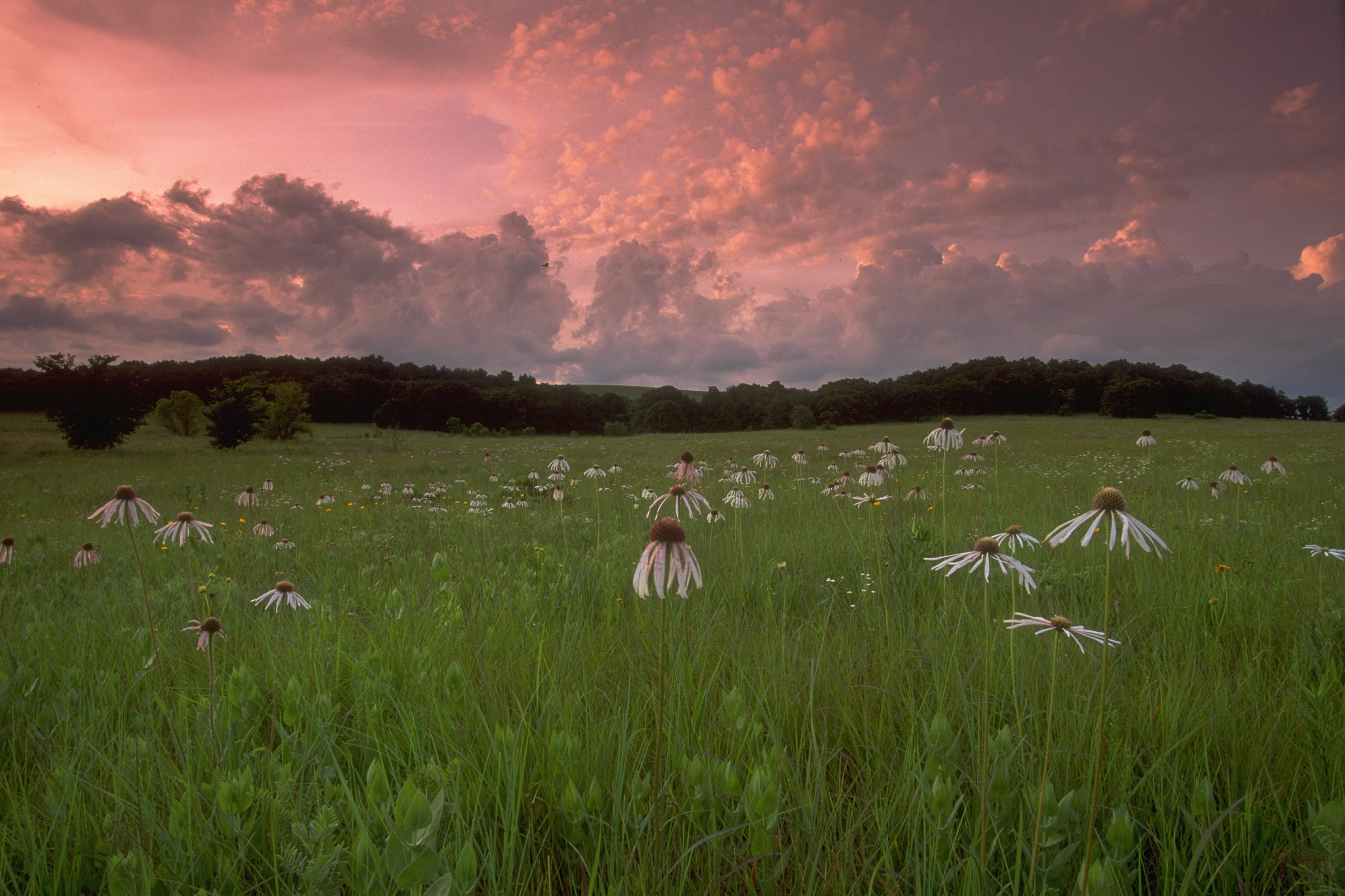 Meadow of coneflowers at the Joseph H. Williams Tallgrass Prairie Preserve