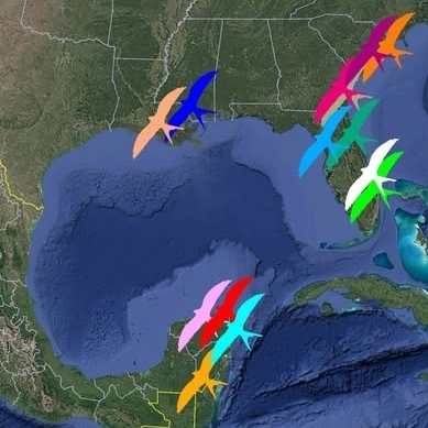 A map shows the locations of several migrating birds, highlighted by color.