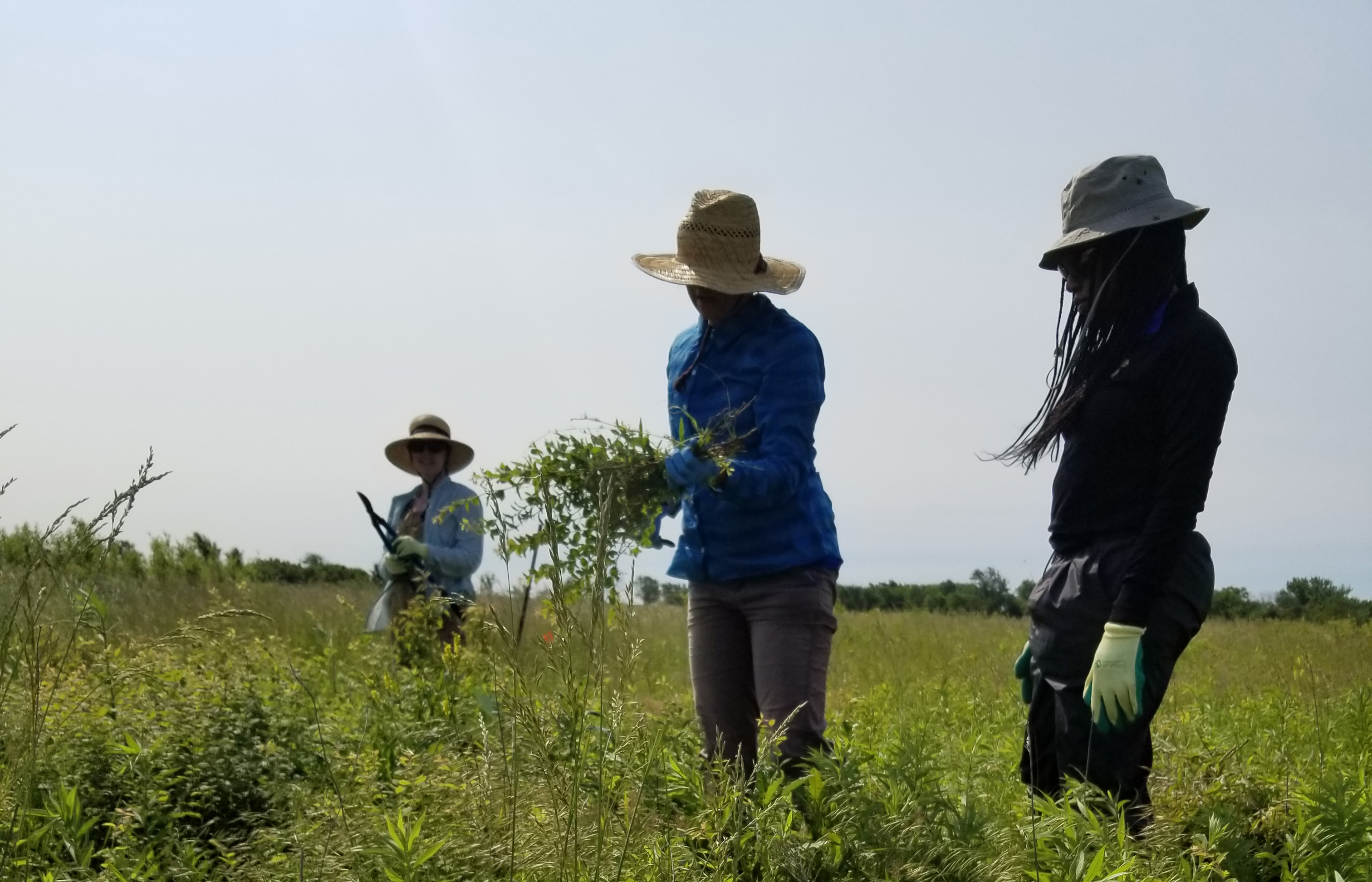 A group of three volunteers clear invasive plants on the open prairie.