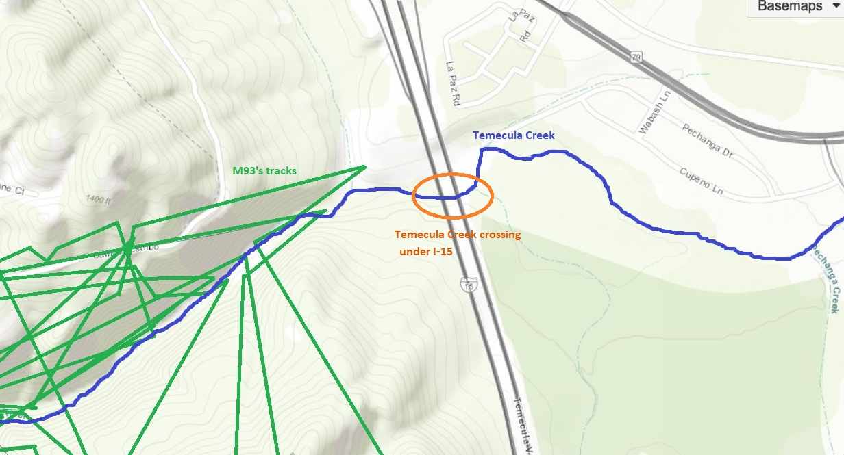 A map showing mountain lion movements plotted as multi-colored lines.