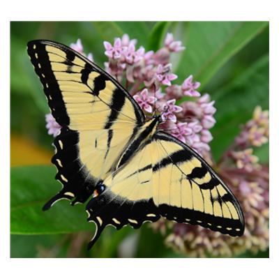 A black and yellow butterfly visits a lavender colored flower.
