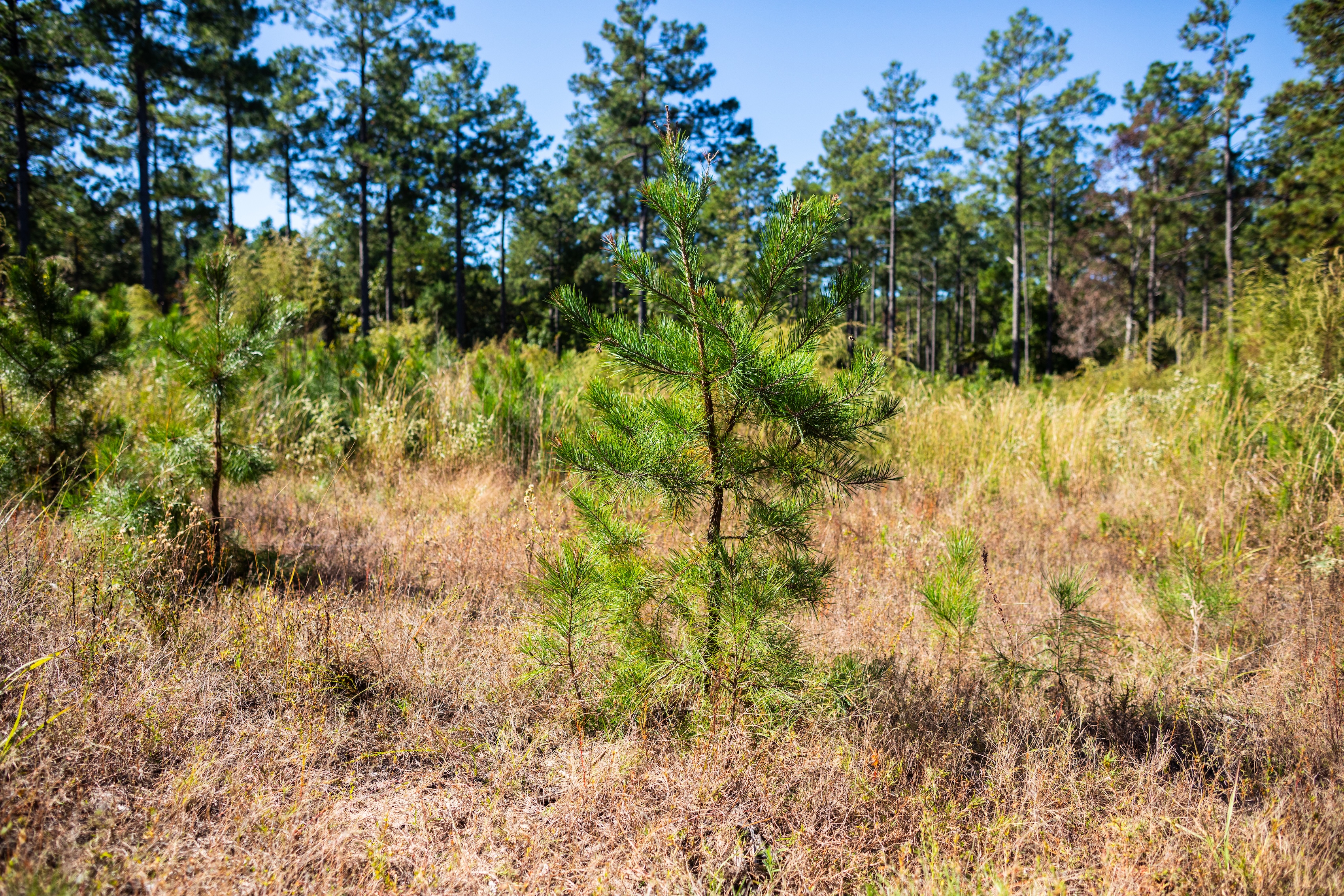 A newly planted shortleaf pine tree.