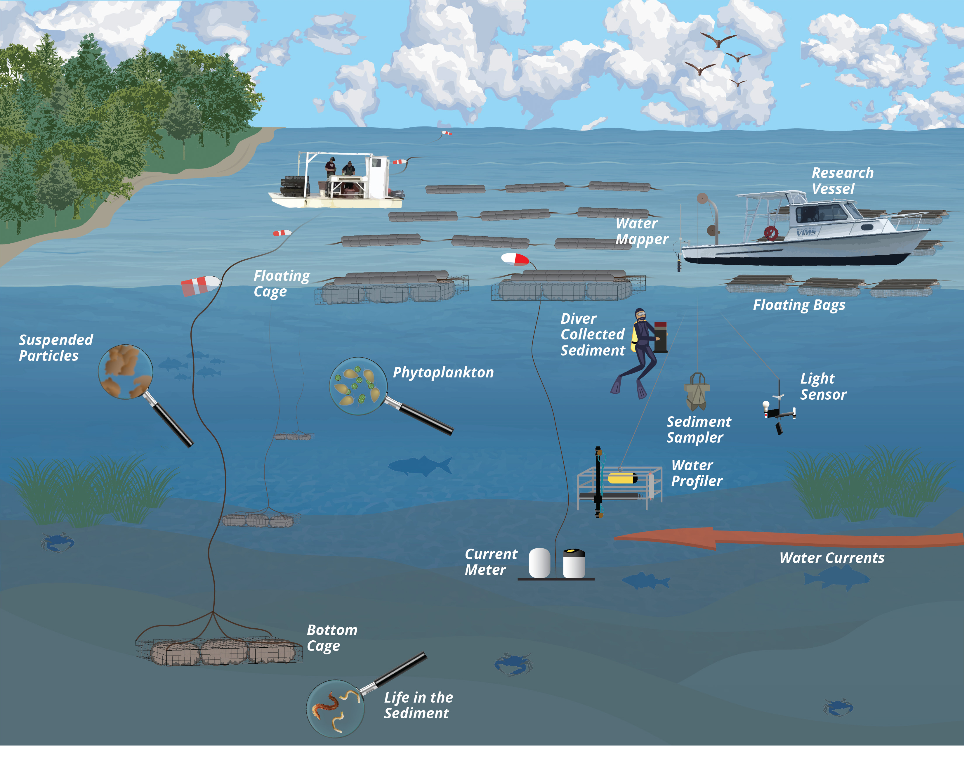 An illustration showing the various methods of oyster aquaculture. Boats and mesh cages float on the surface of the water. Phytoplankton and scientific instruments are suspended in the water column. 
