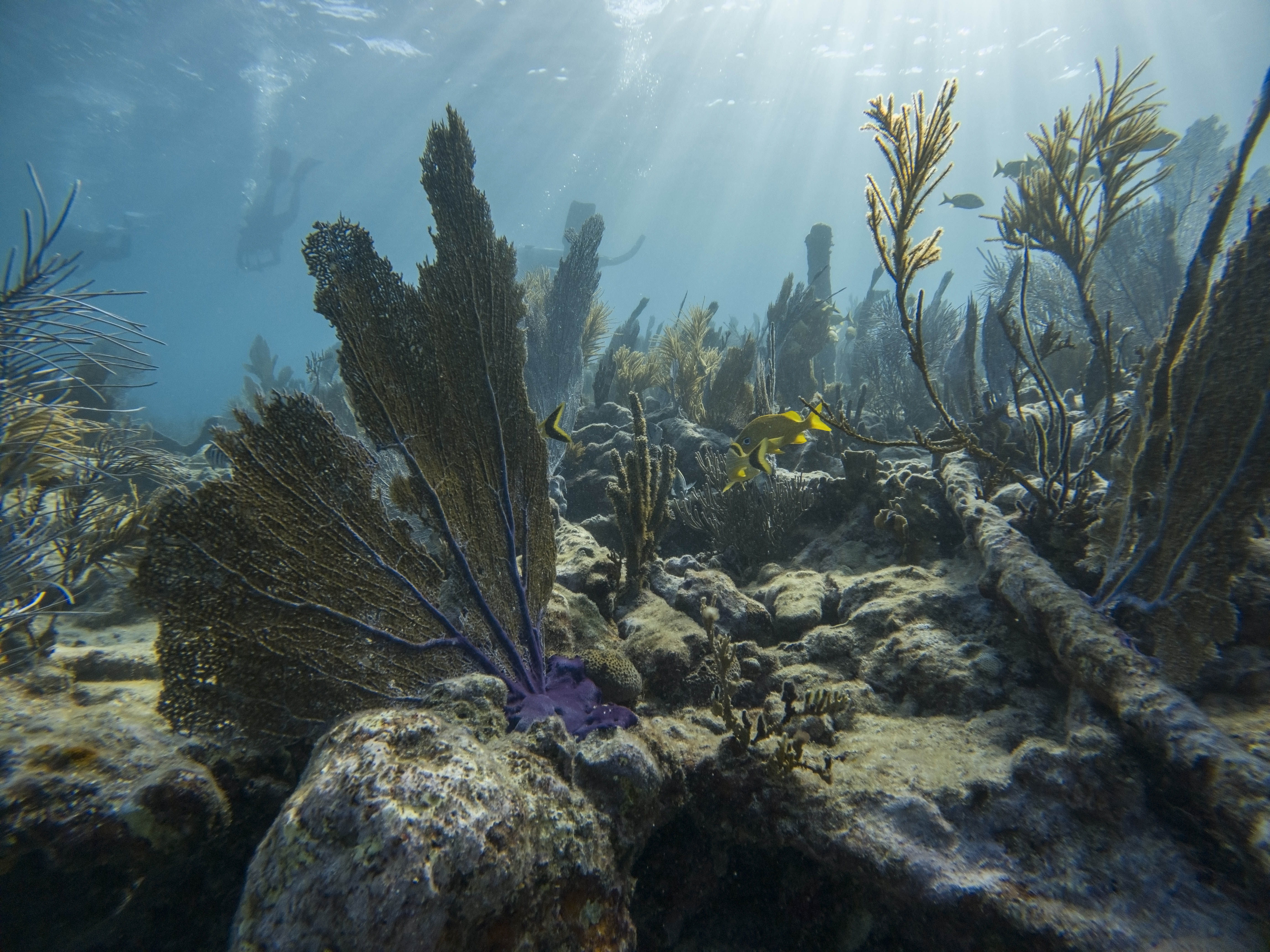 Underwater view of coral as the sun streams through the surface of the water.