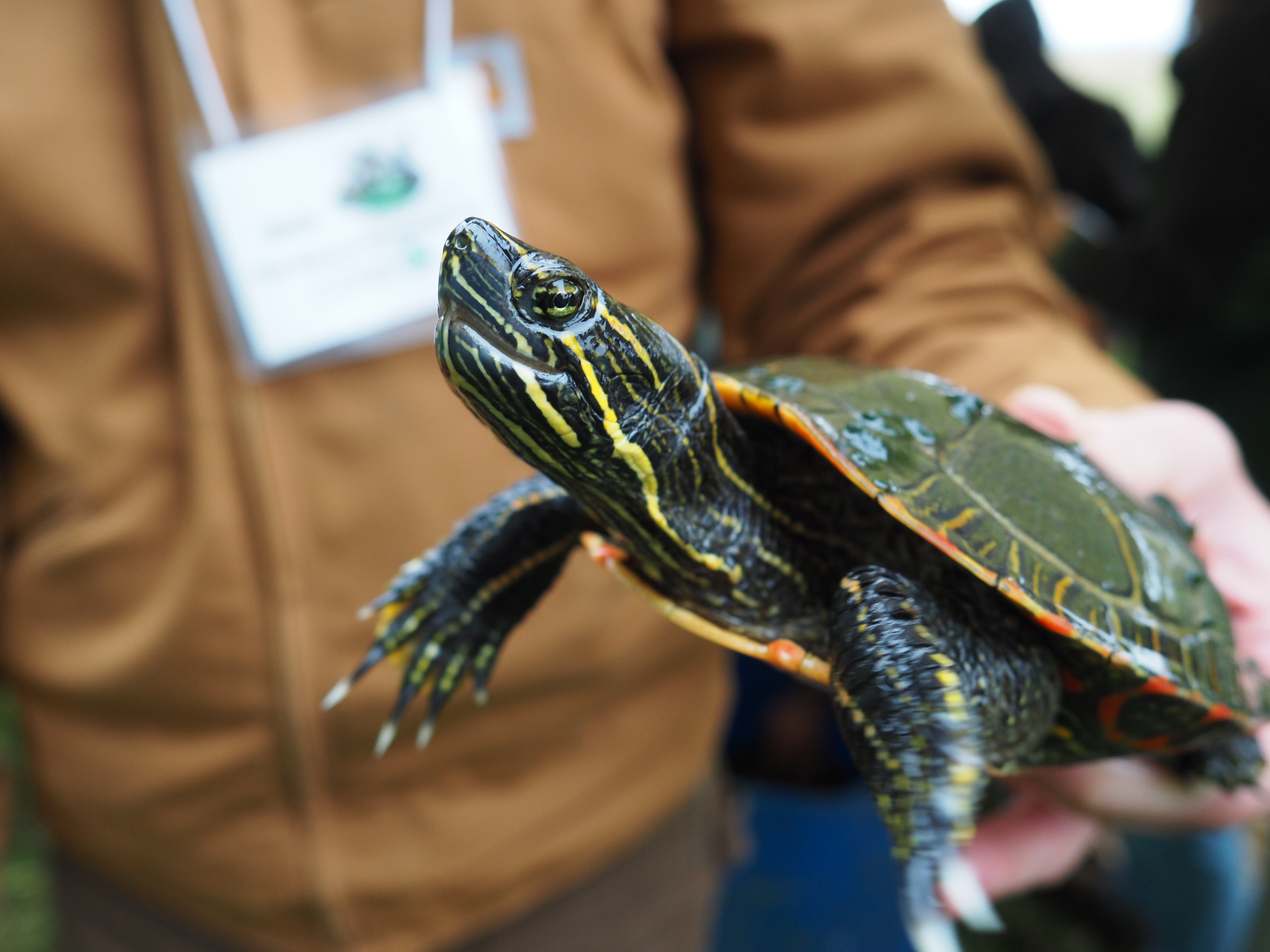 A painted turtle.