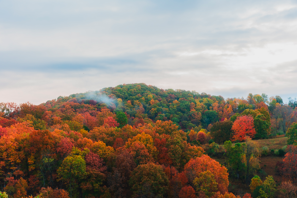 Cumberland Forest Project fall foliage rolling hills.