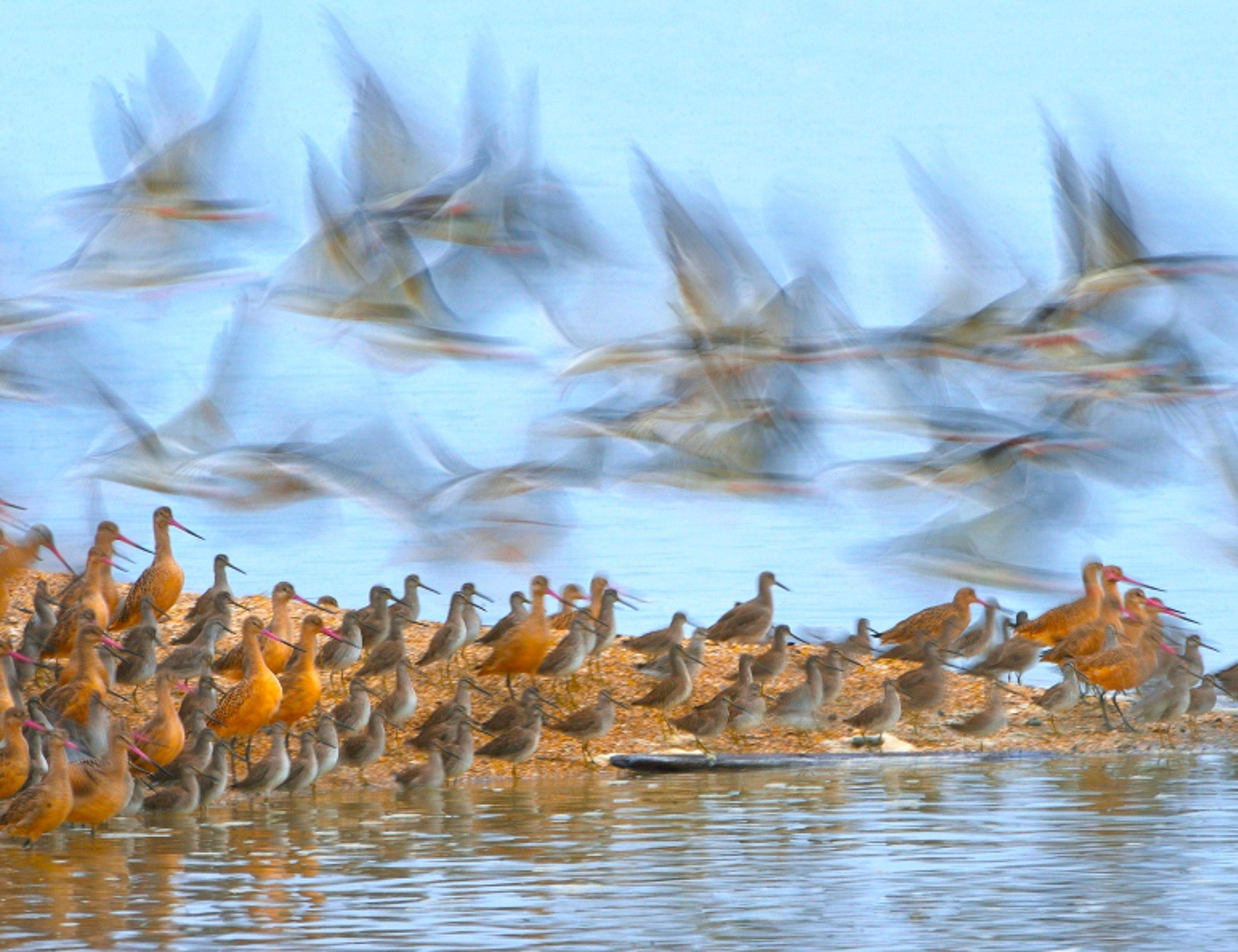 Along a sandy shore, marbled godwits, willets and other shorebirds gather, while a blue of birds flies overhead.