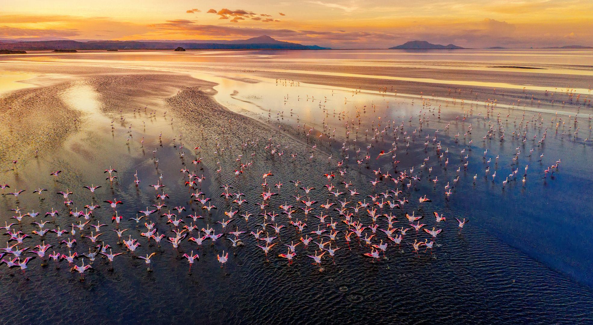 A flock of flamingos on a lake at sunrise.