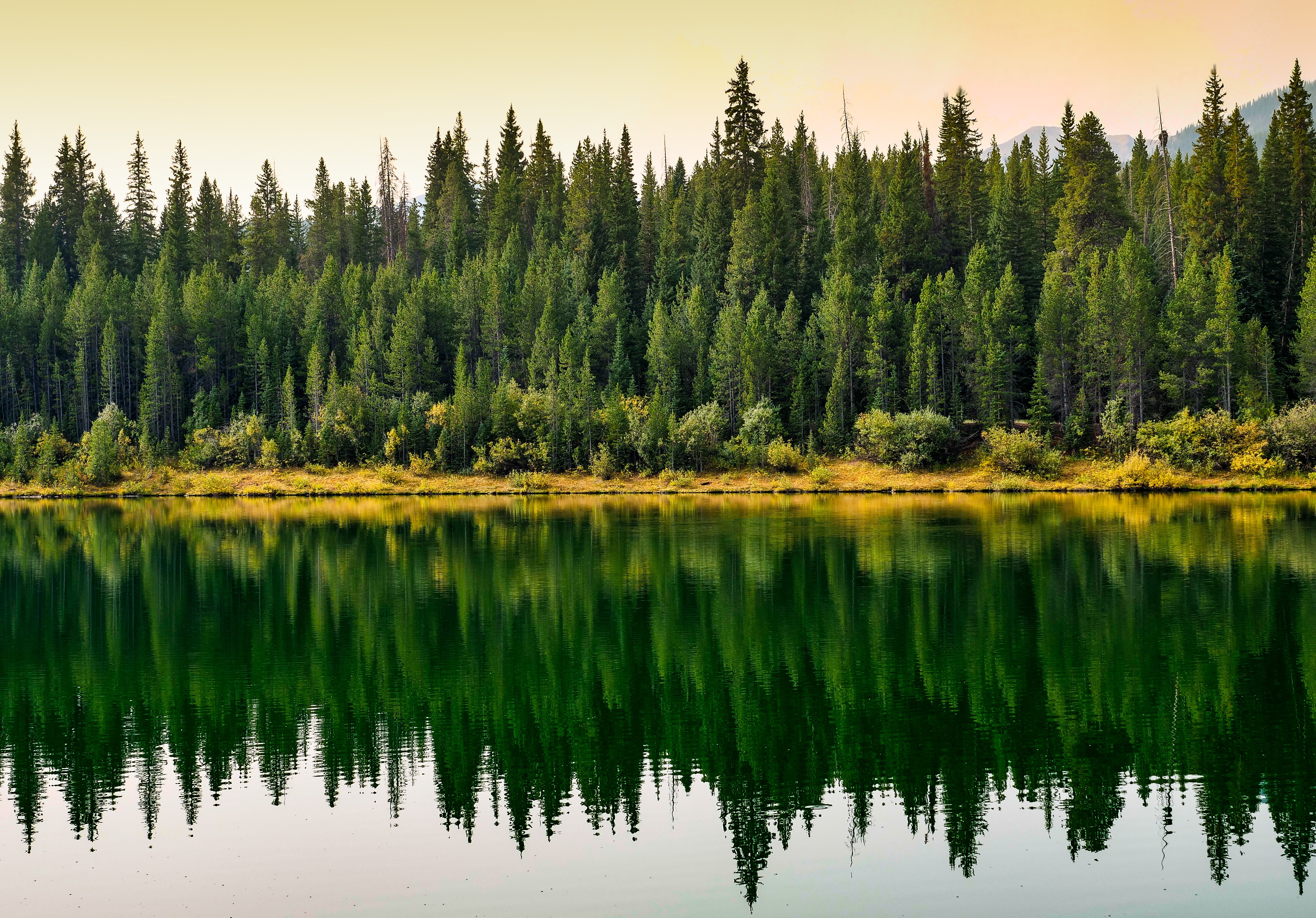 A forest of pine trees reflects onto a clear lake.