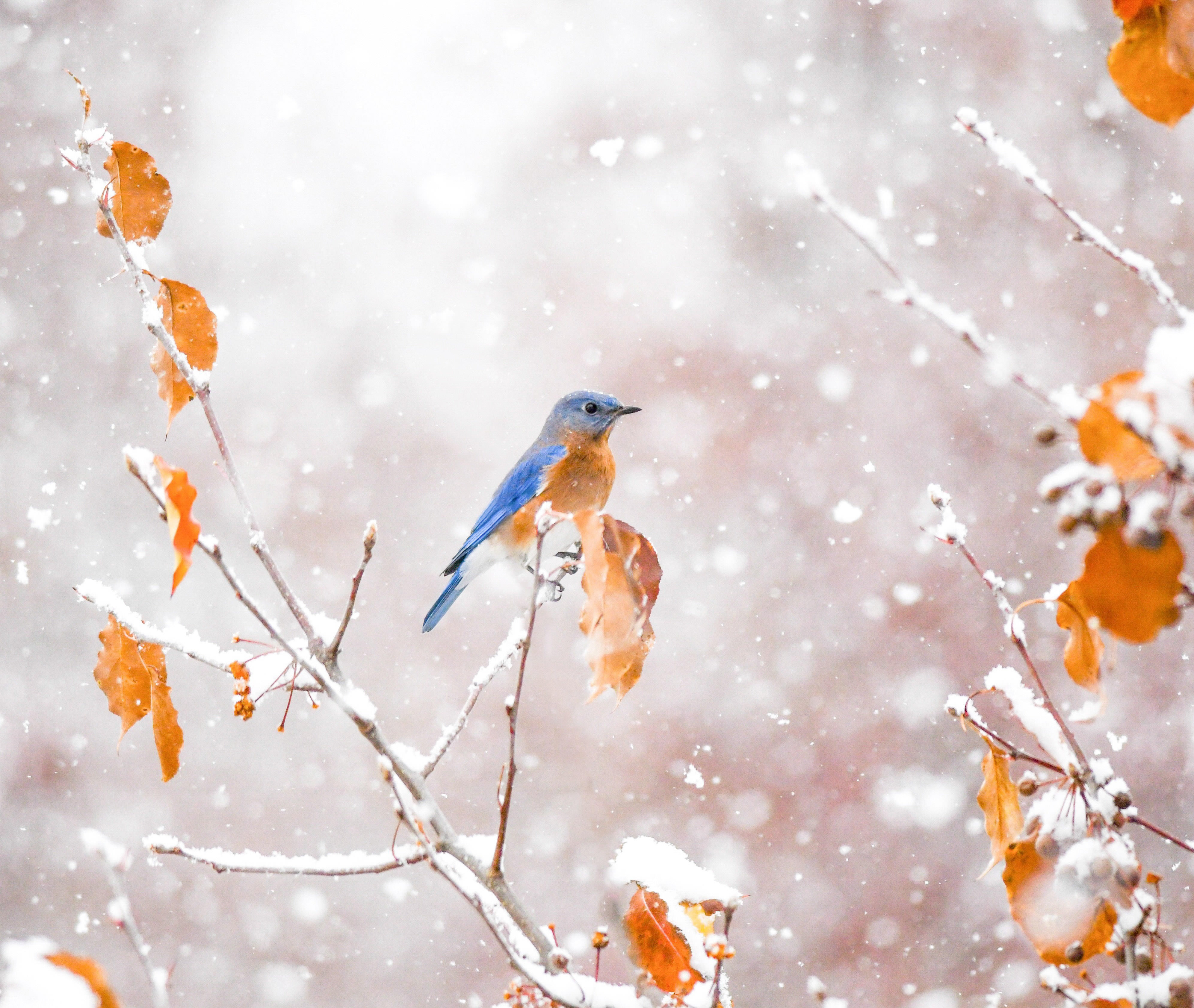 Bluebird on snowy branch with orange leaves.