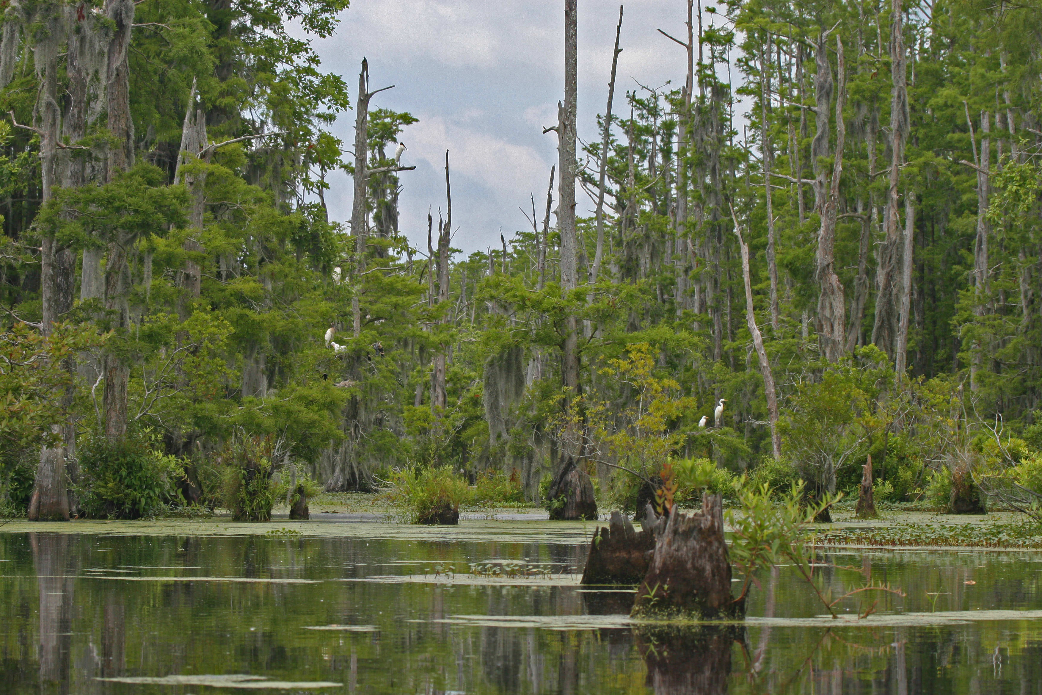 wetland