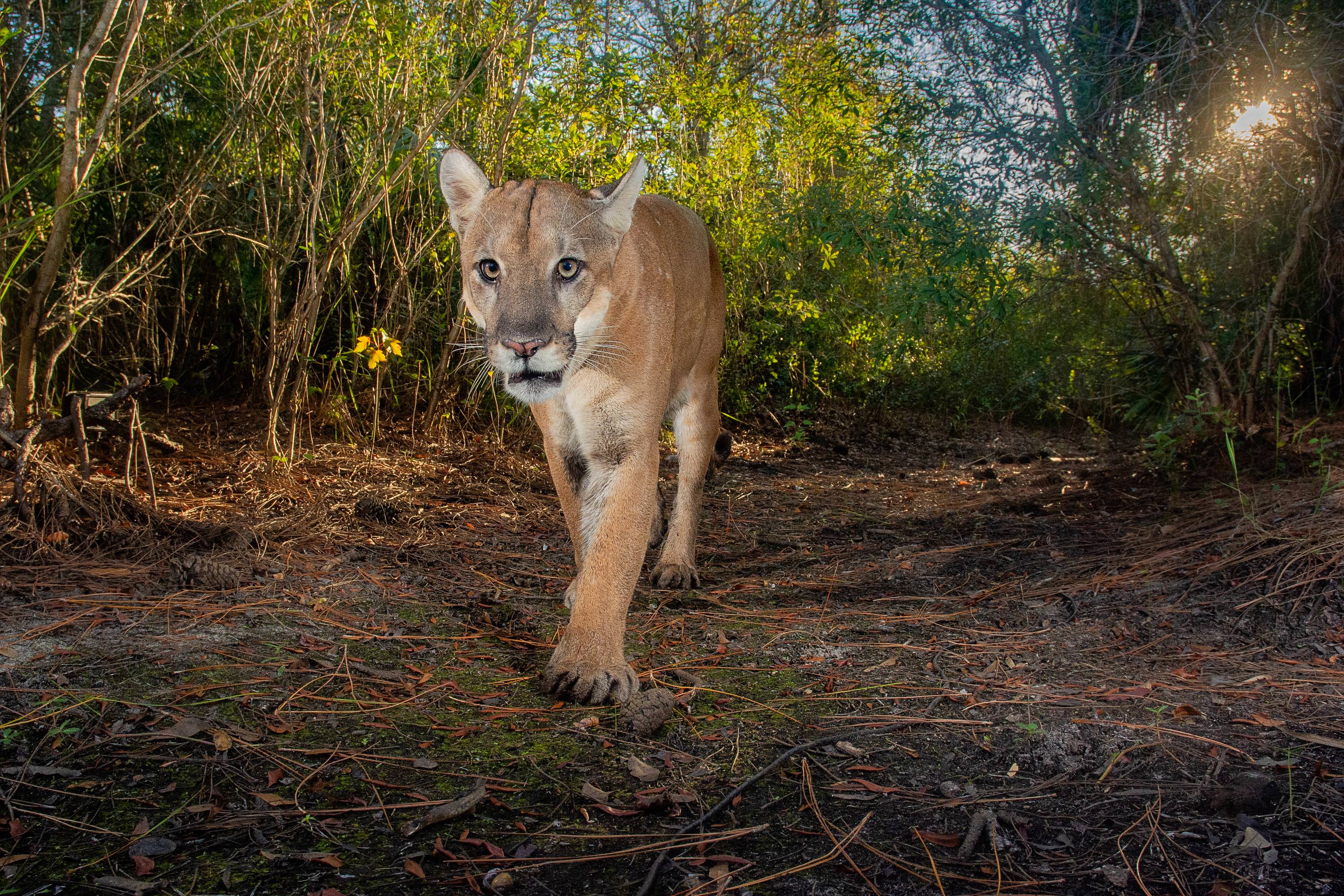 Photo of a Florida panther walking forward.