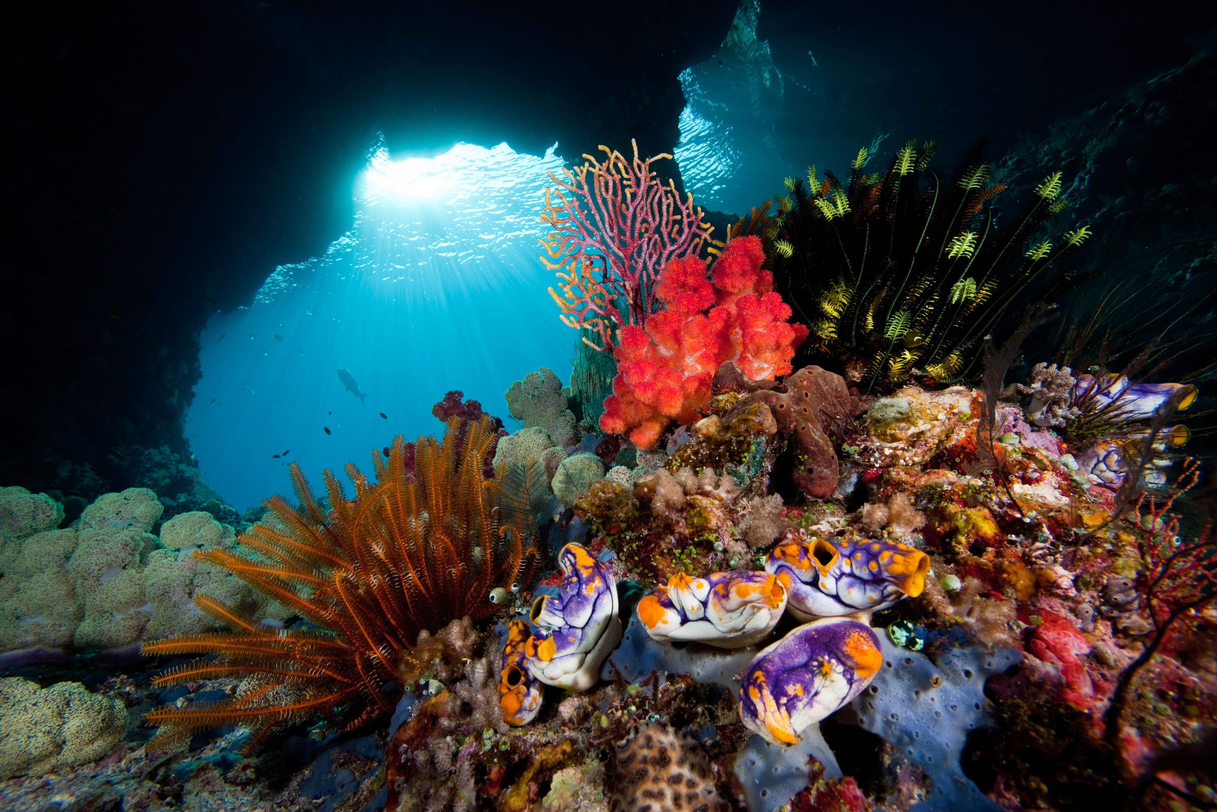 Coral Reef in Indonesia