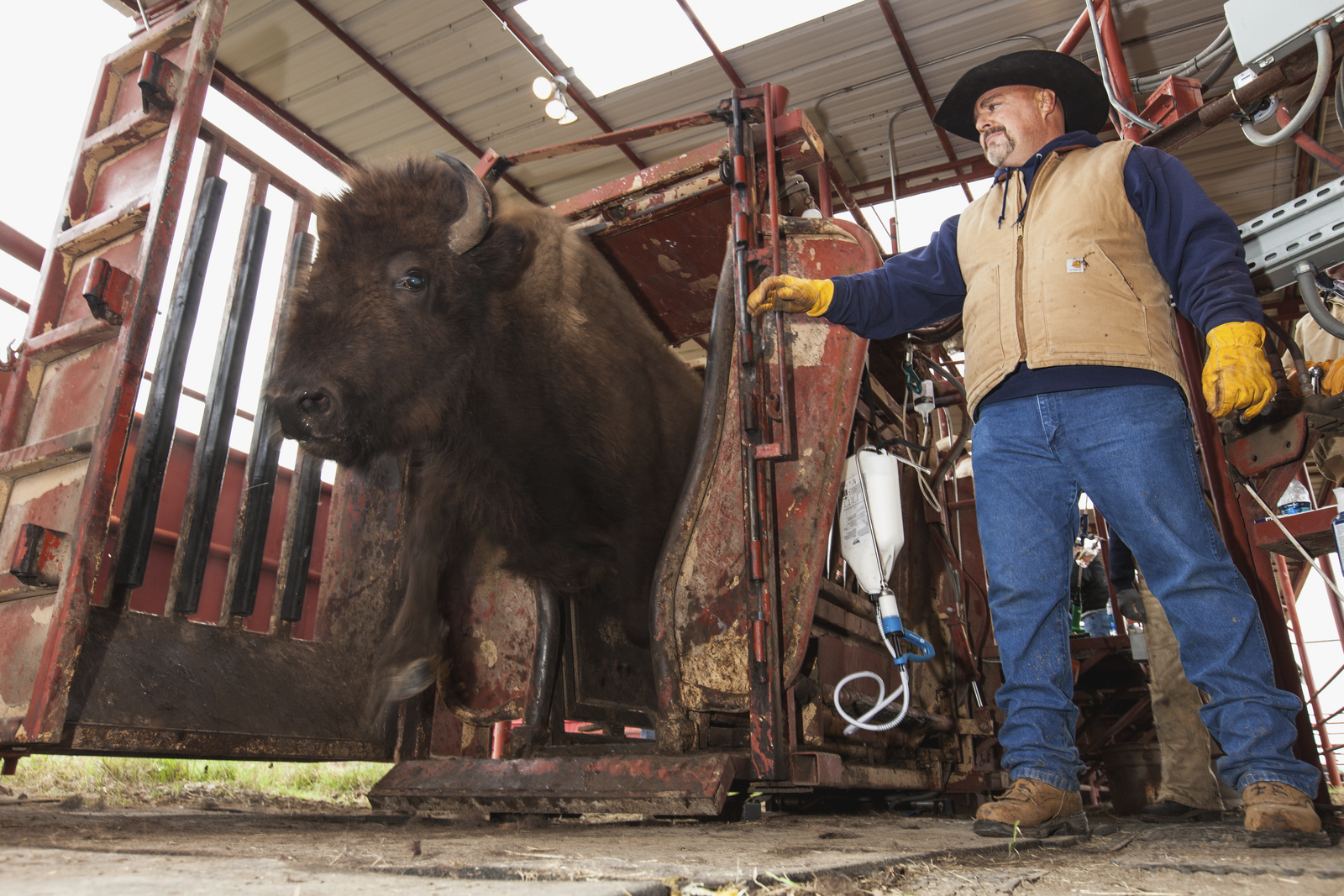 A man releases a bison from a chute