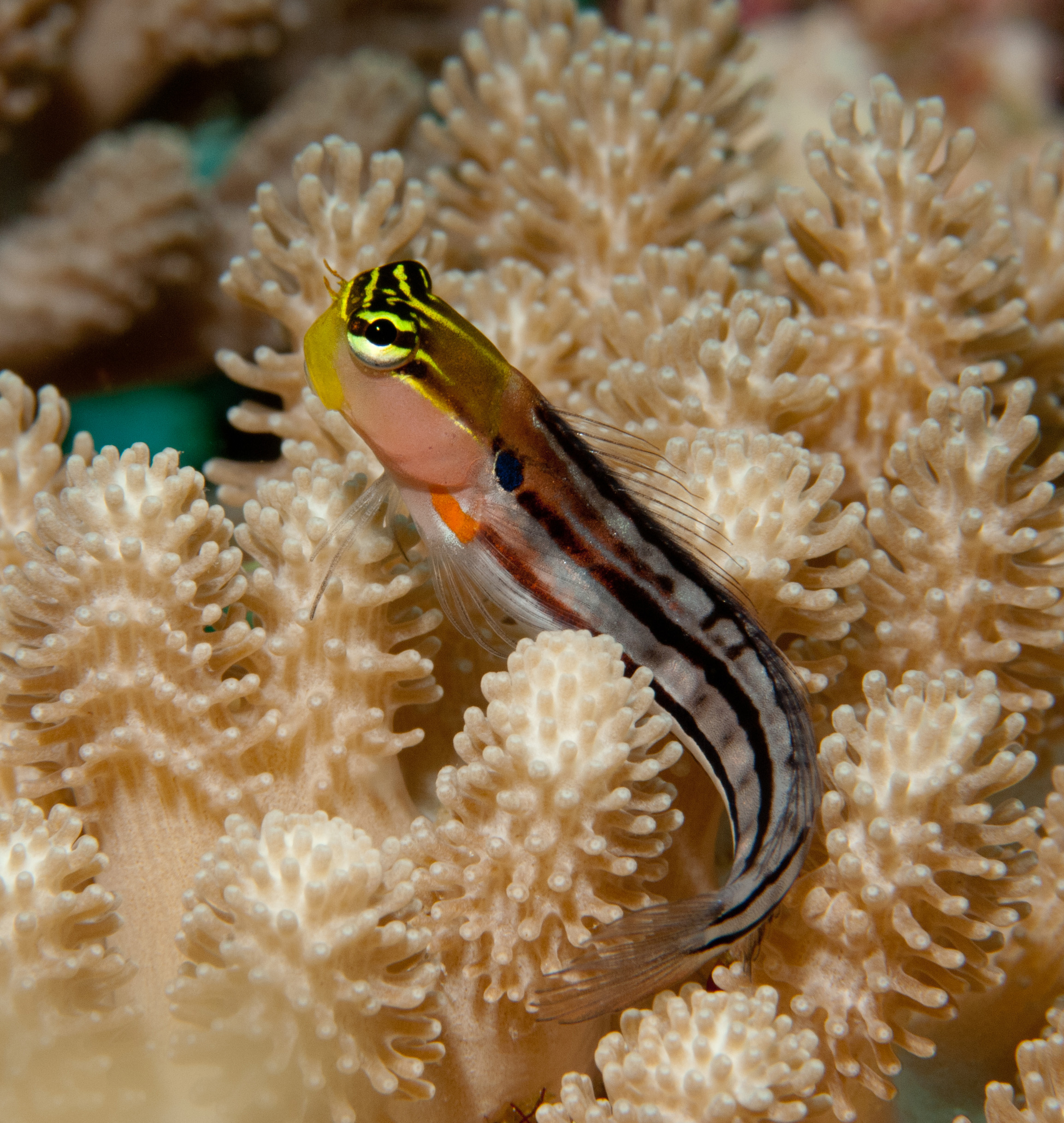 Clown Blenny on coral.
