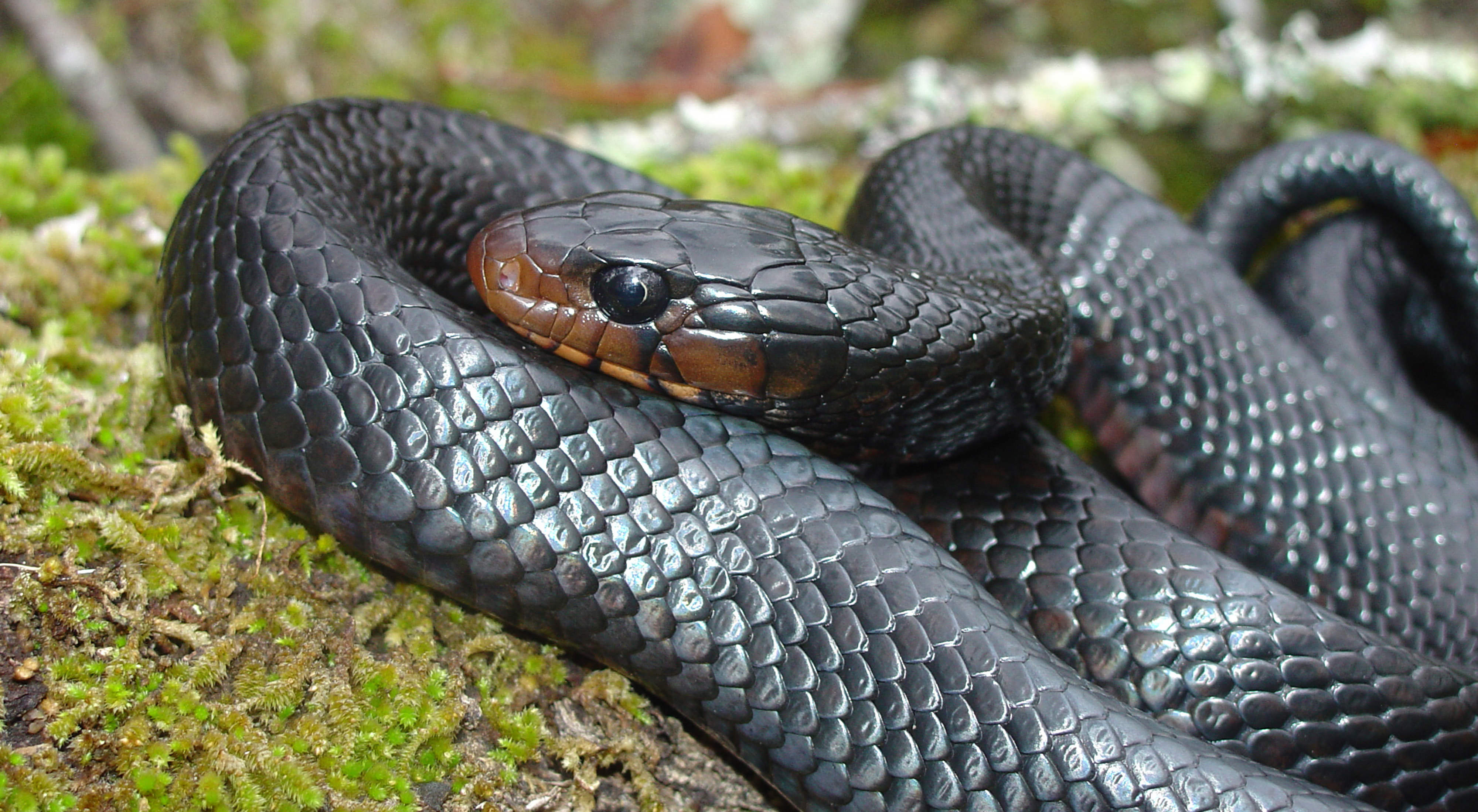 a black snake curled up