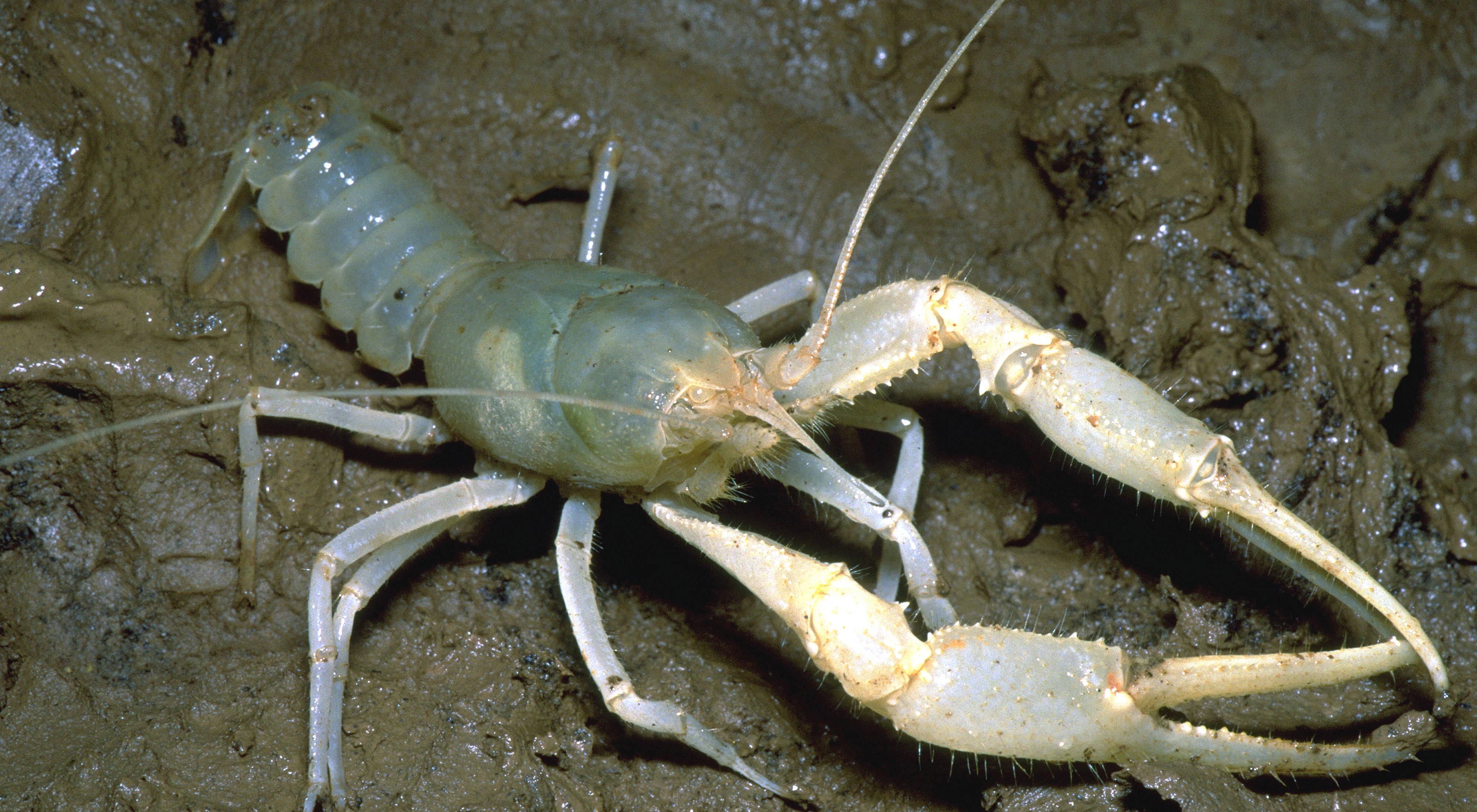 A white, semi-translucent crayfish scavenges in the mud beside a shallow pool of water.