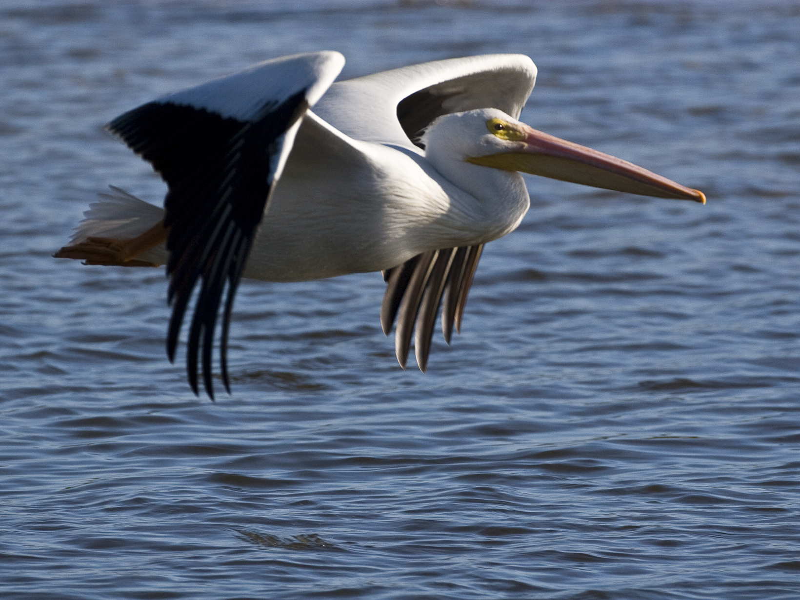 A white pelican flying over water.