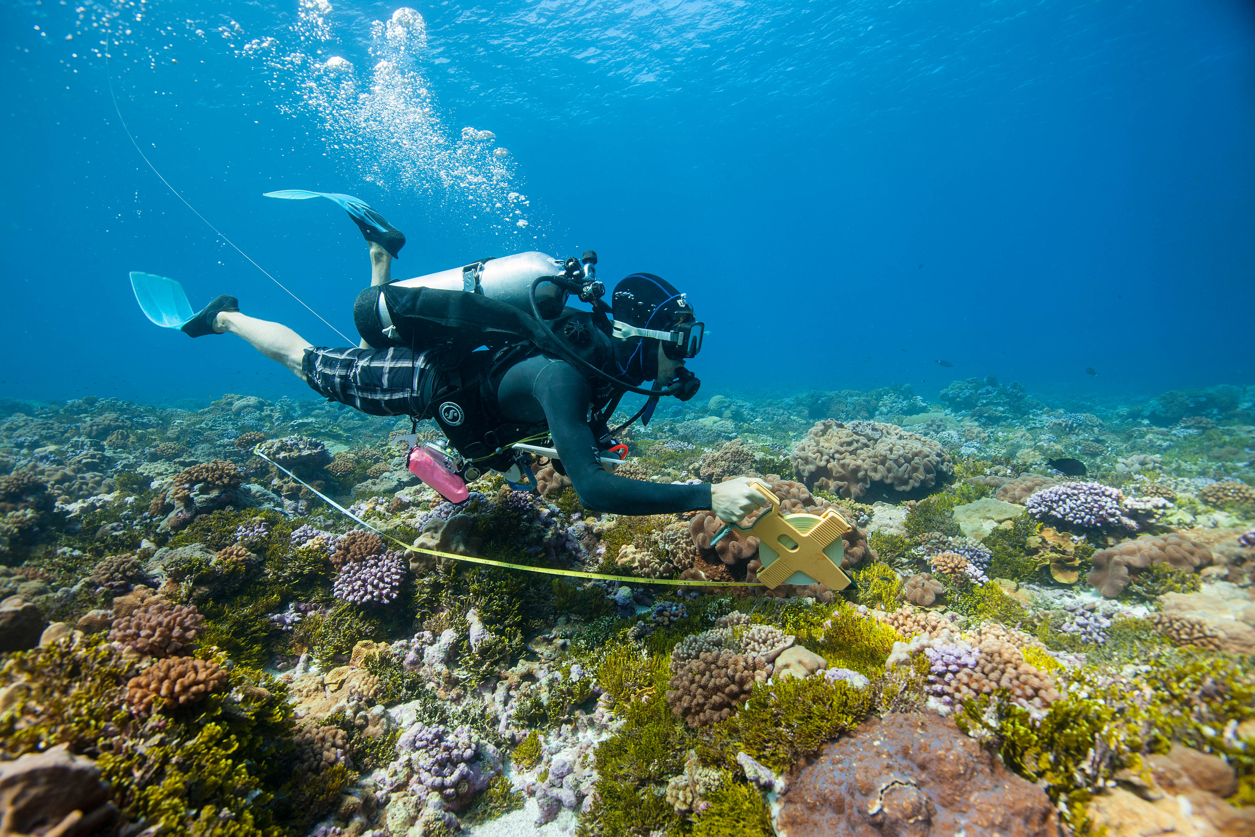 A marine monitoring and research team studies coral reefs and reef life at Palmyra Atoll. Palmyra Atoll is one of the most spectacular marine wilderness areas on Earth.