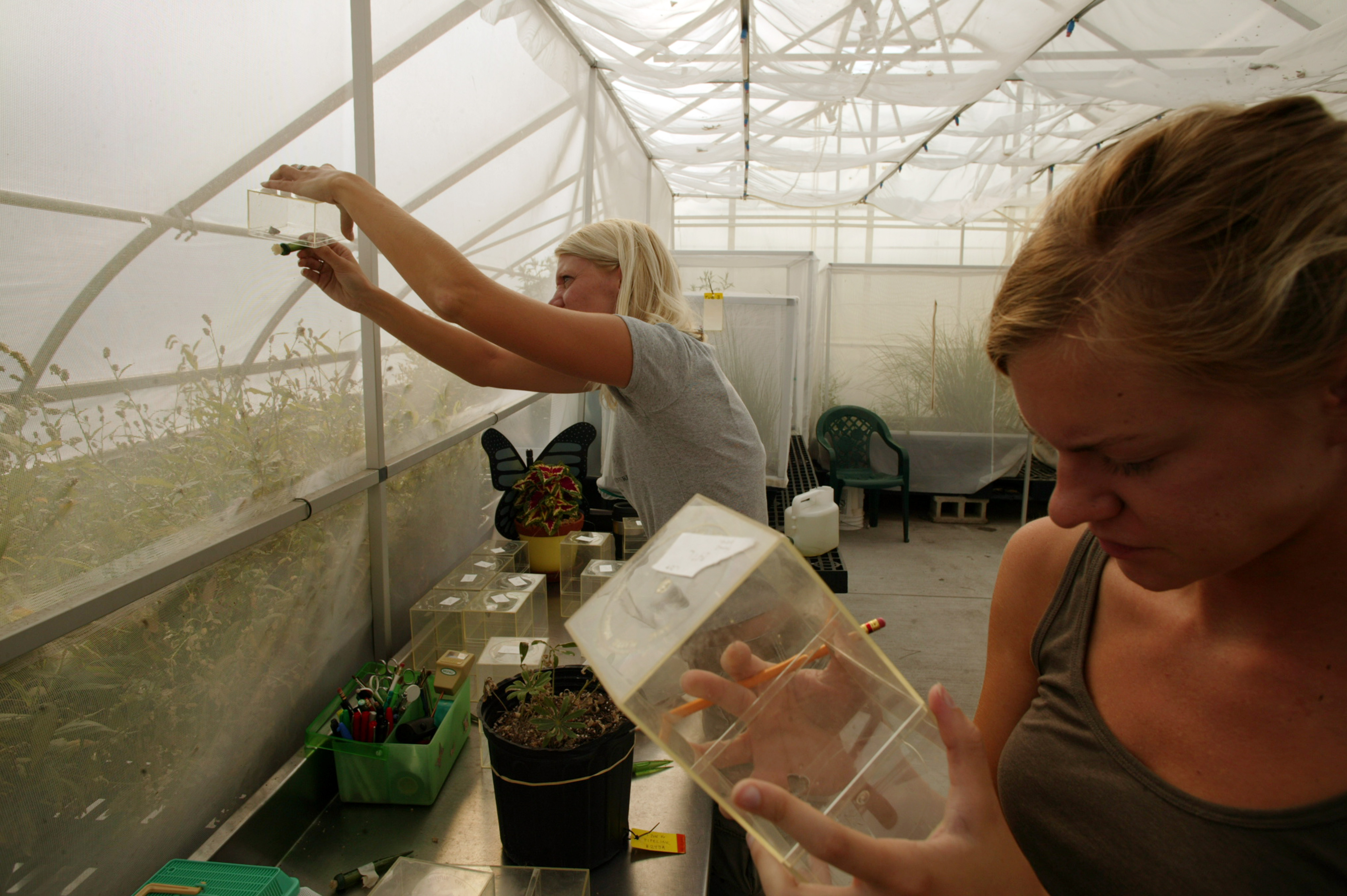 Two people in a greenhouse at the Toledo Zoo study captive-raised karner blue butterflies.