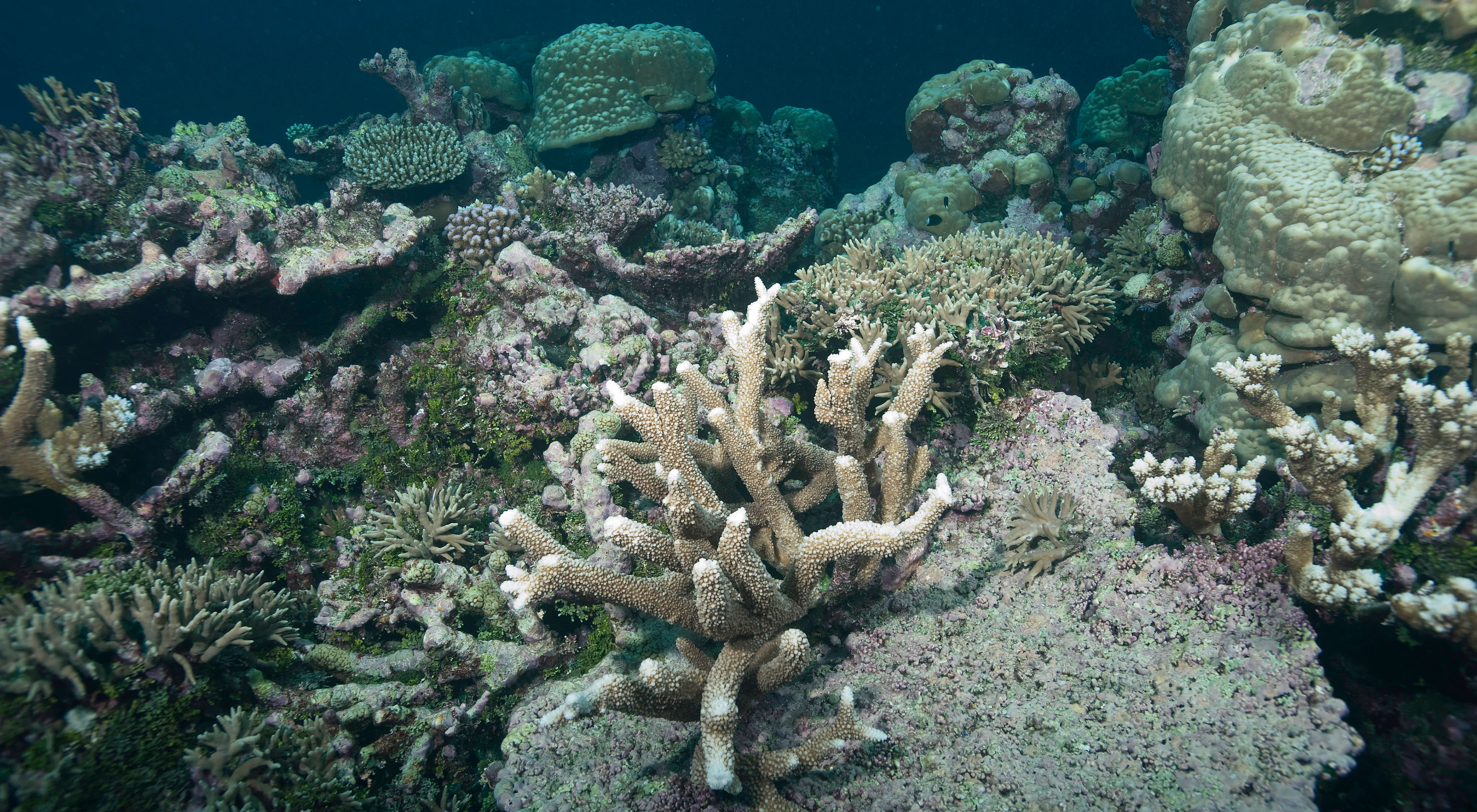 Reduce invasive species and restore habitats