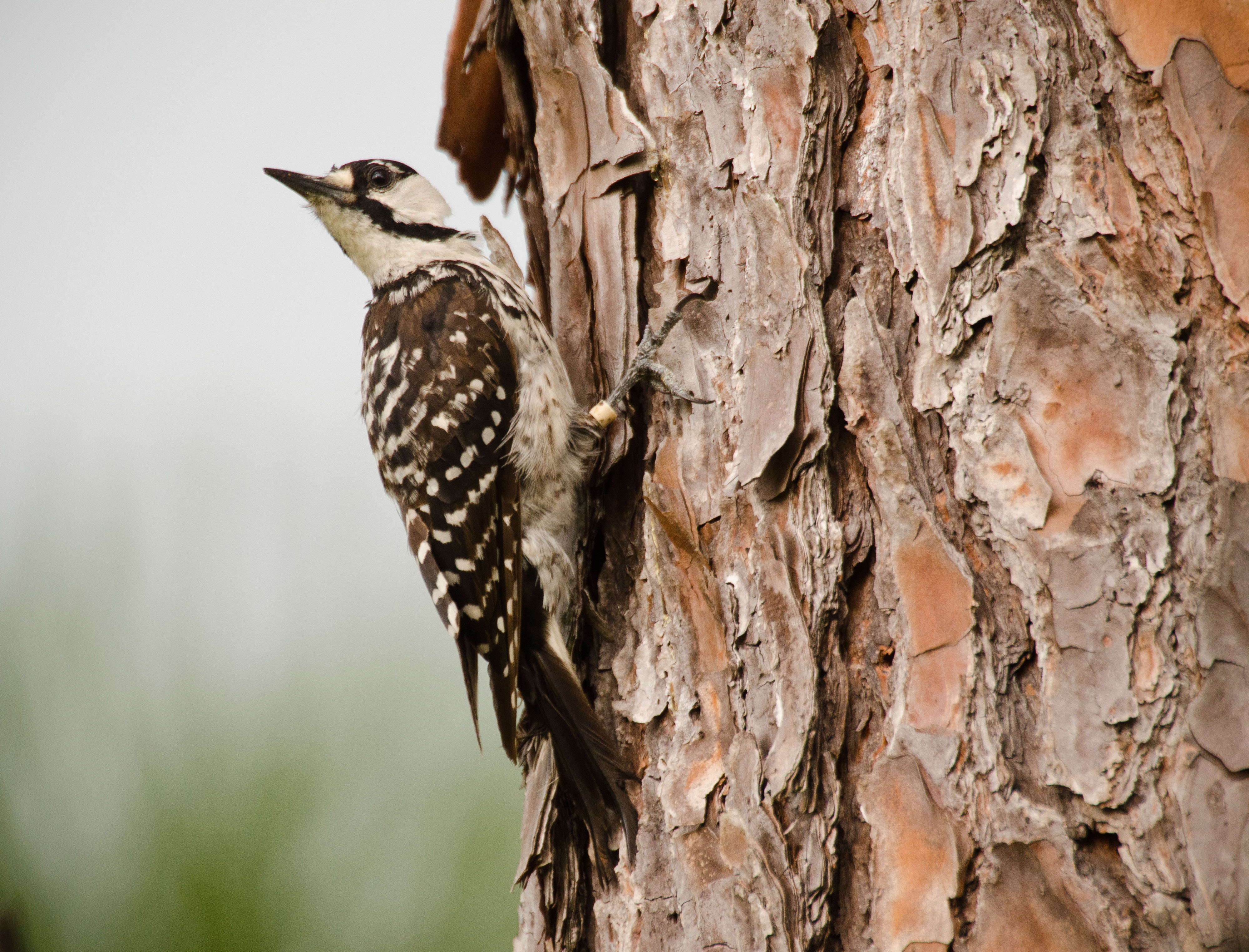 A small bird with white speckled brown wings perches on the side of a pine tree.