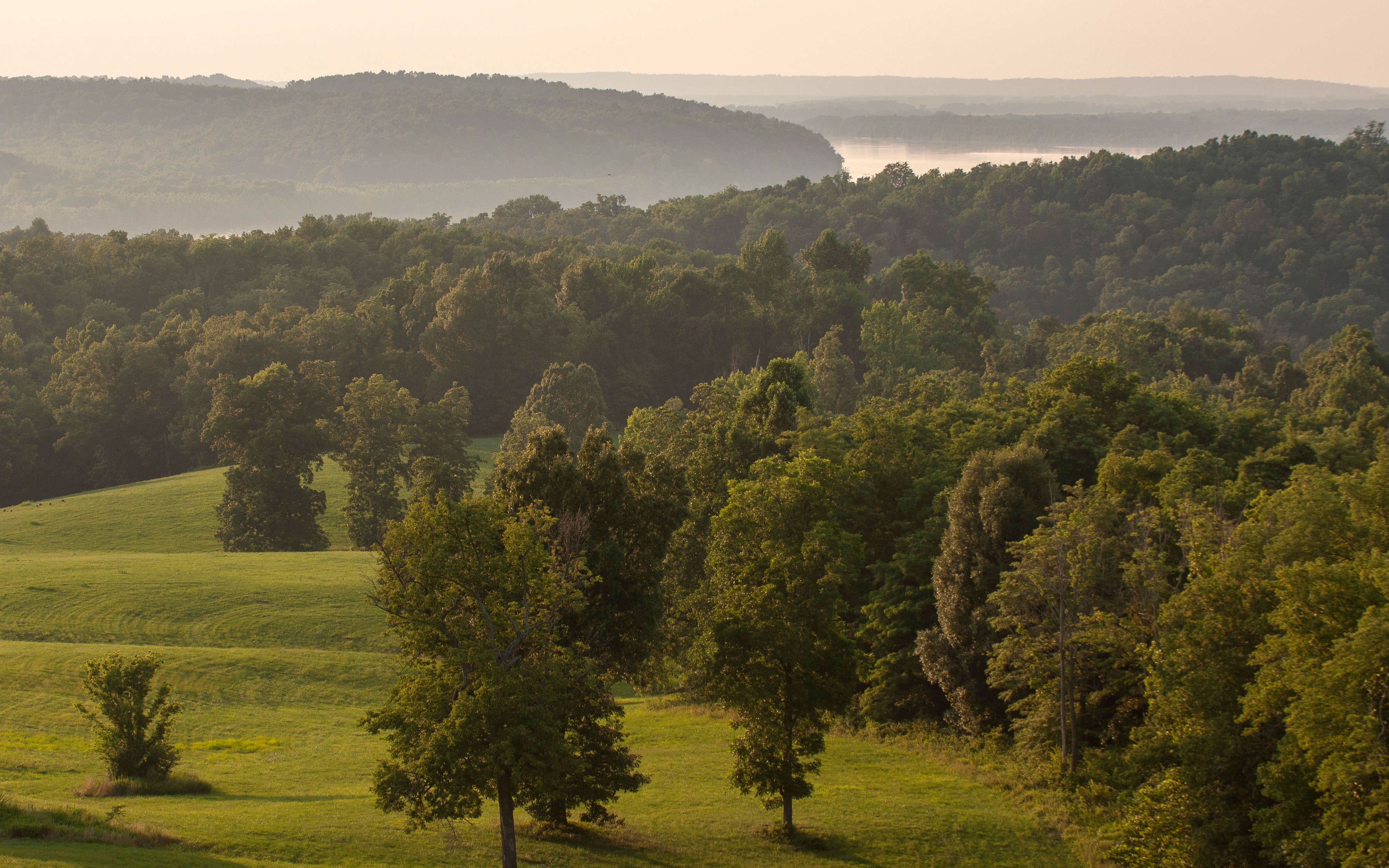 Native grasses in Kentucky.