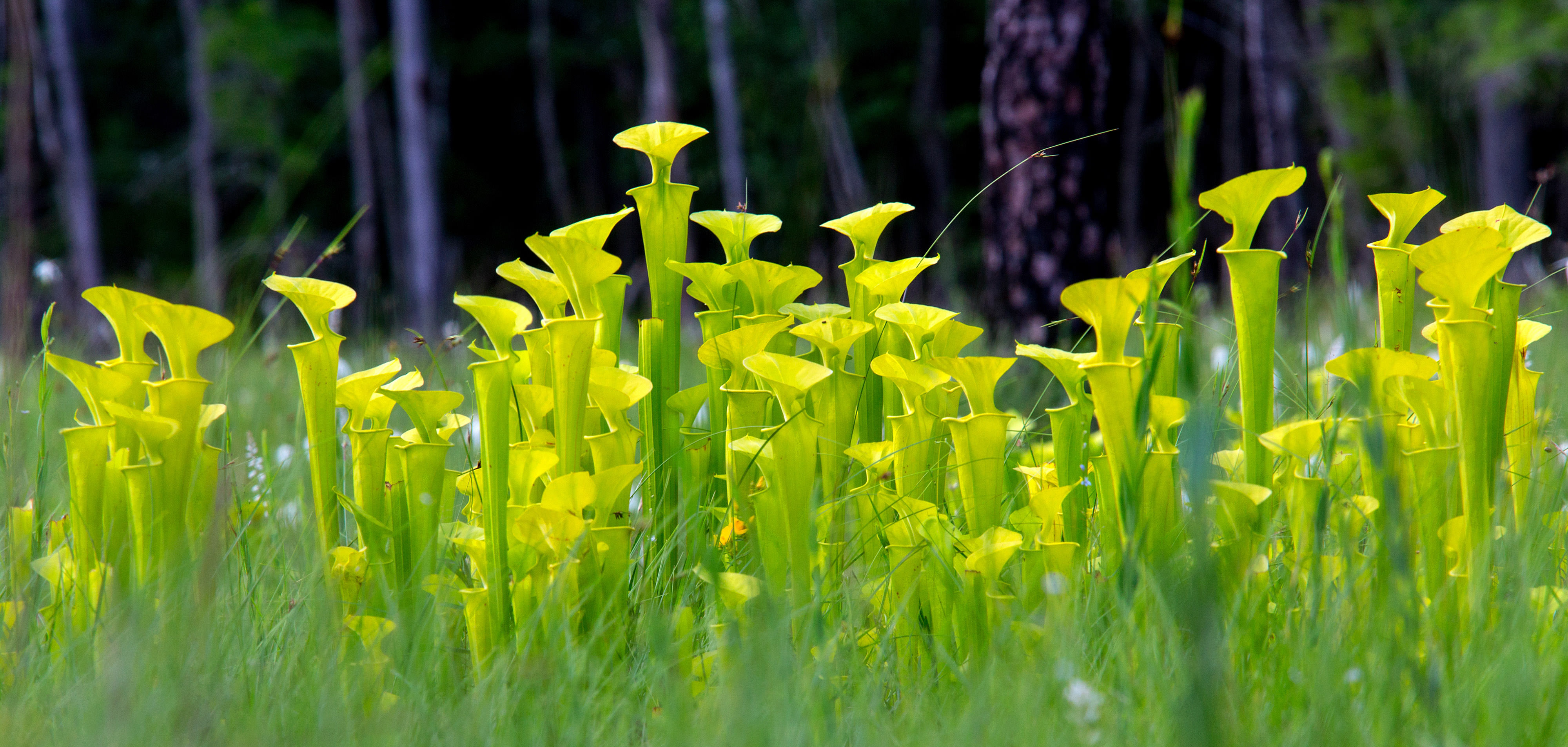 Densely packed tall green and yellow pitchers of the yellow pitcher plant.