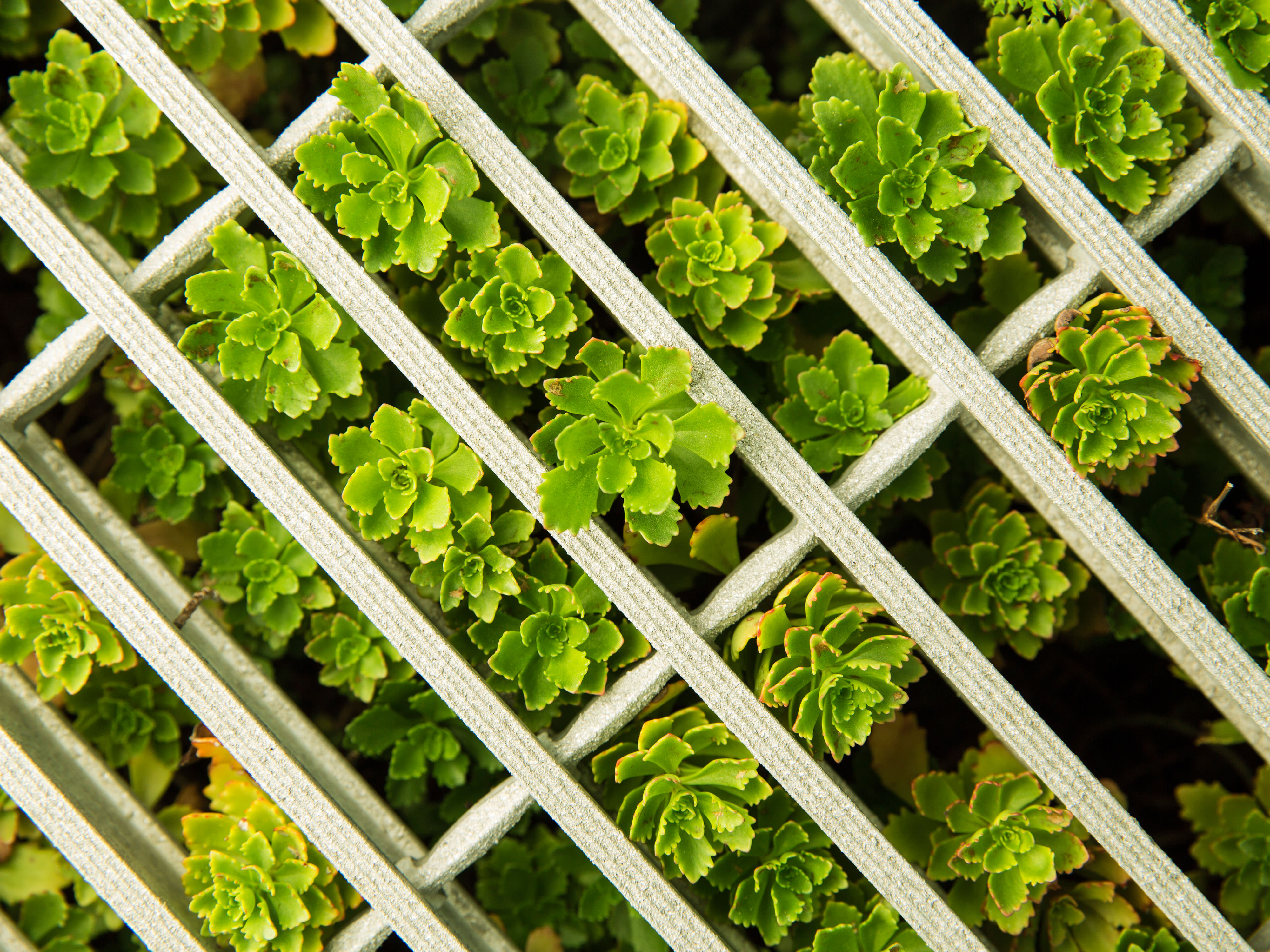 Photo from above of green plants growing in a white grid.