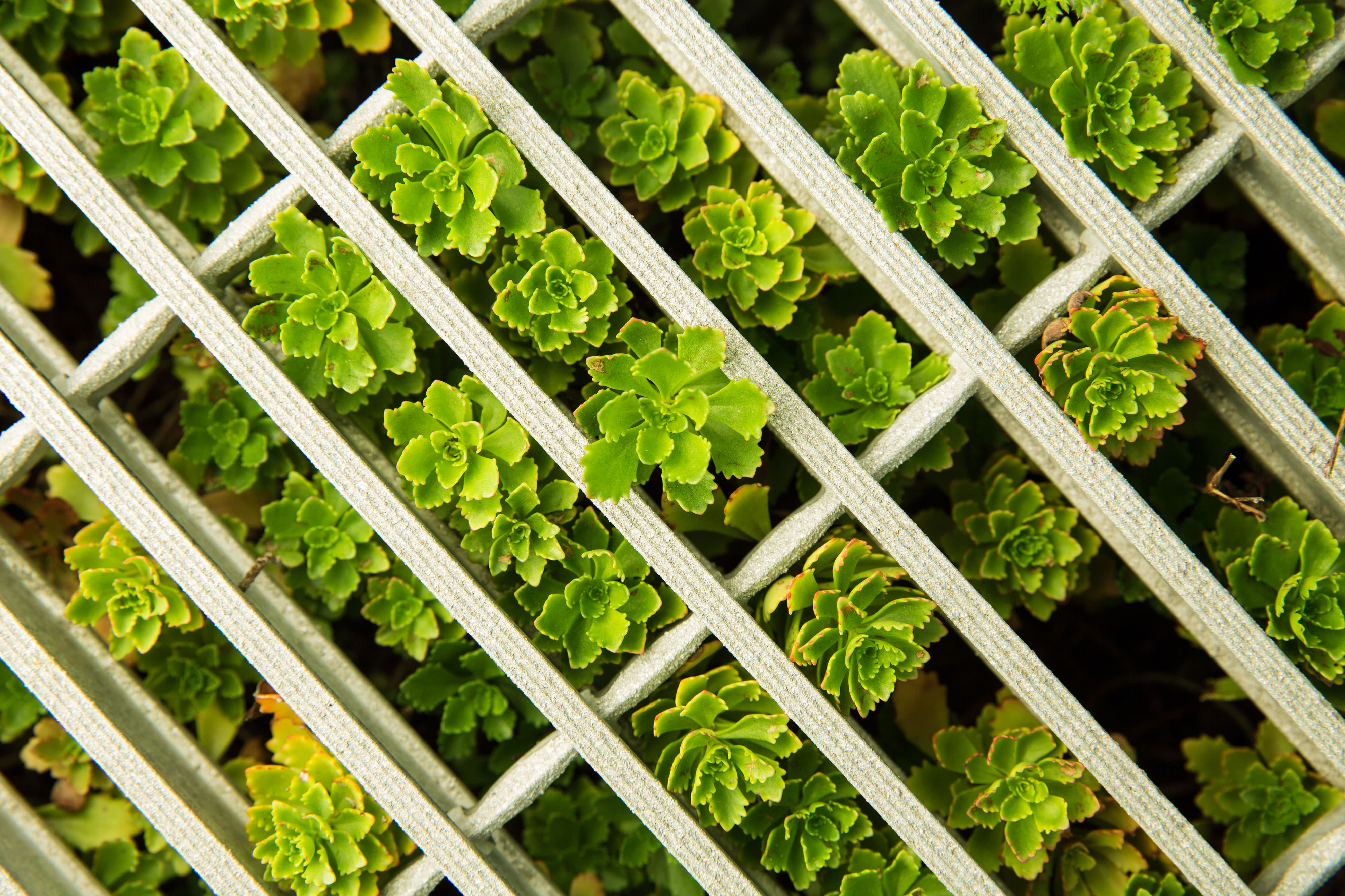 Foto de un techo verde tomada de cerca