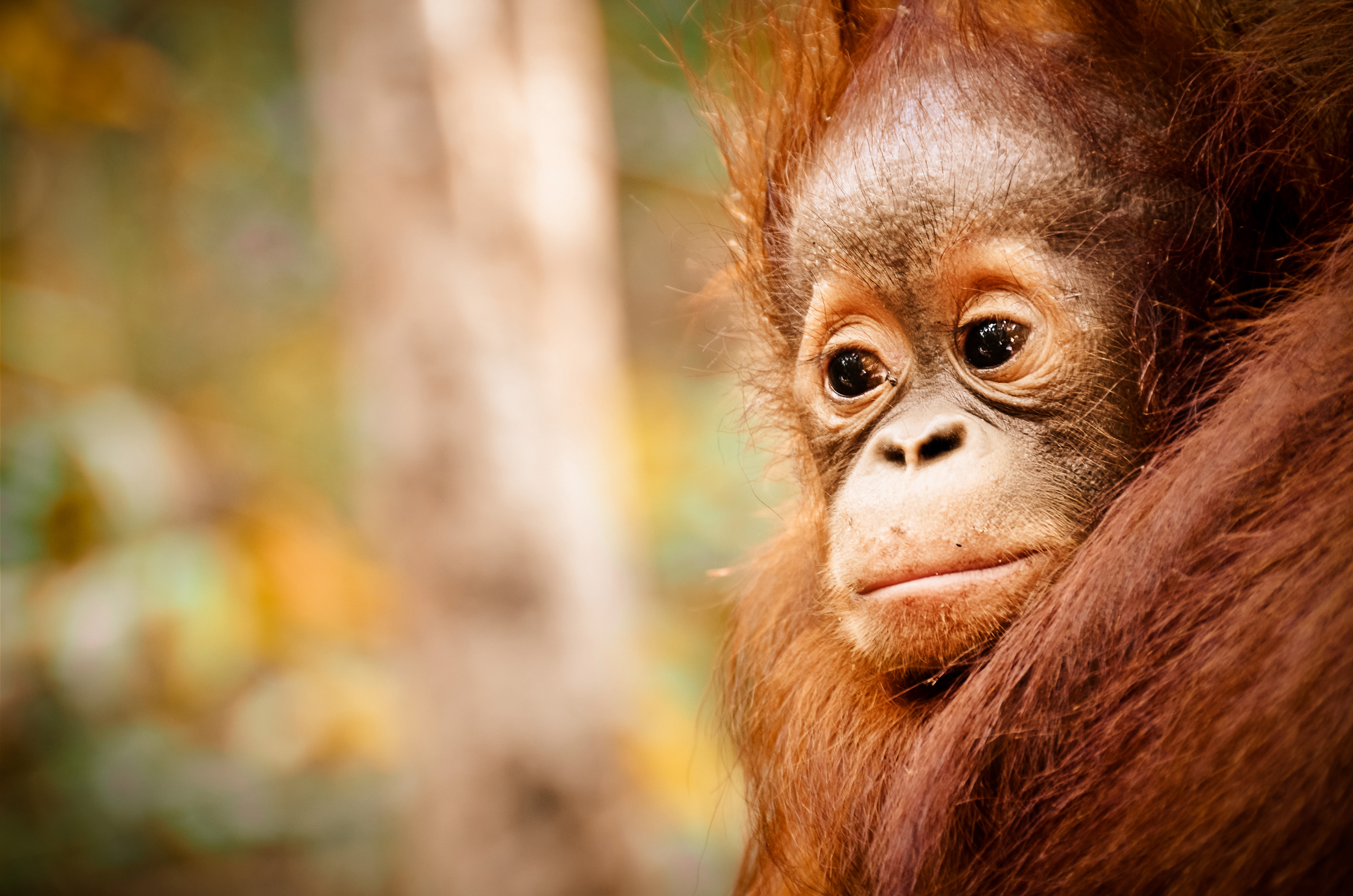 Close-up of a young orangutan.