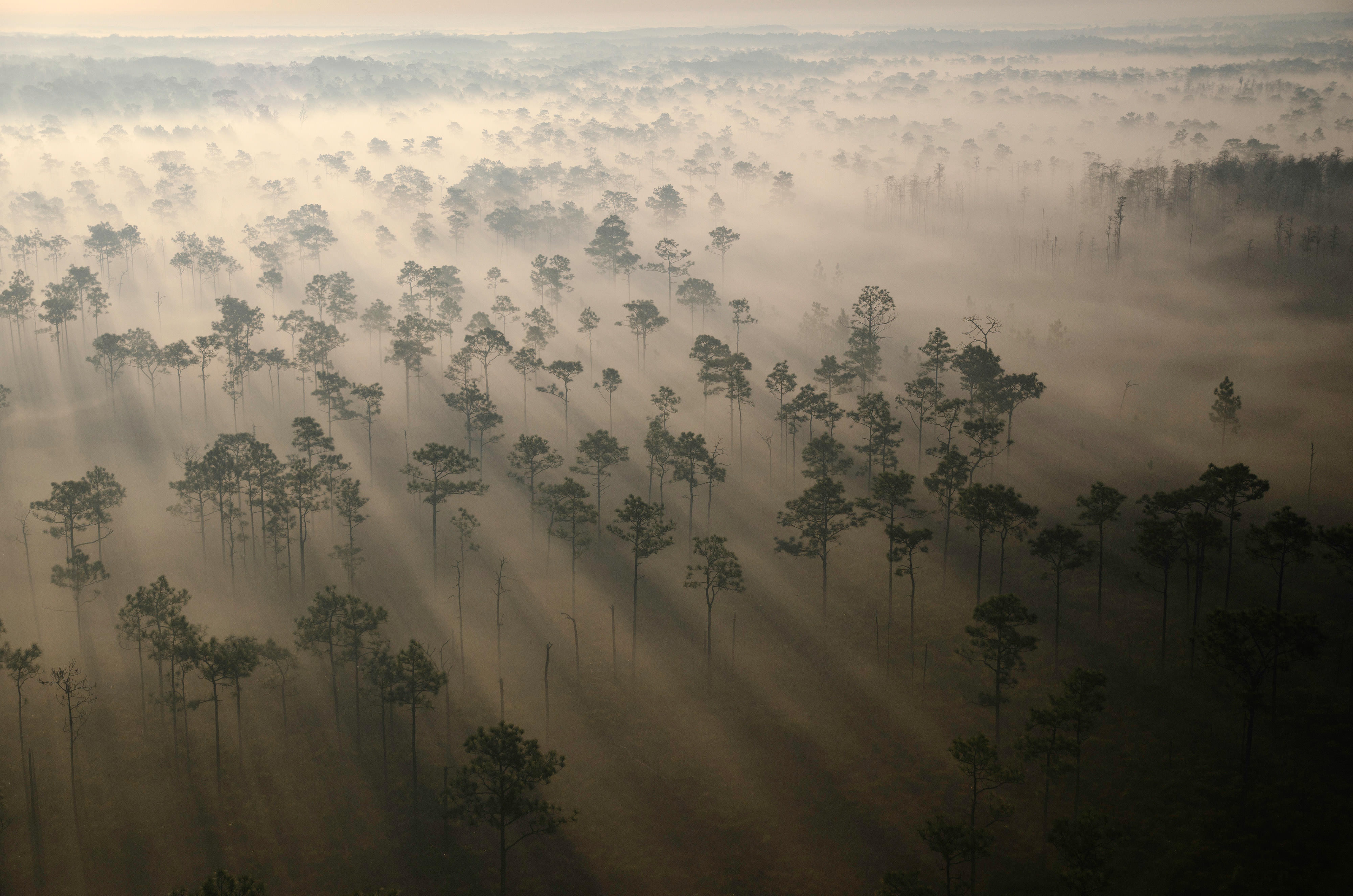 Expansive aerial view of haze hanging over trees in a forest.
