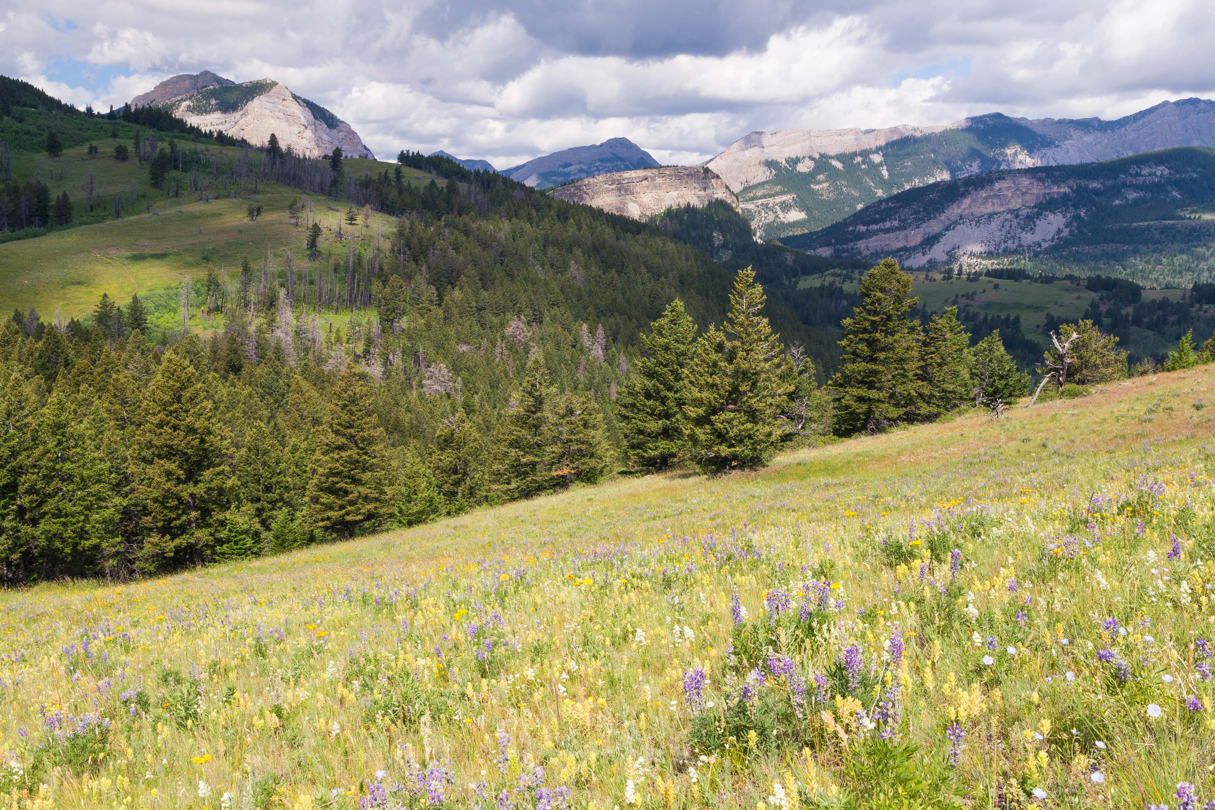 A meadow with trees and mountains in the distance.