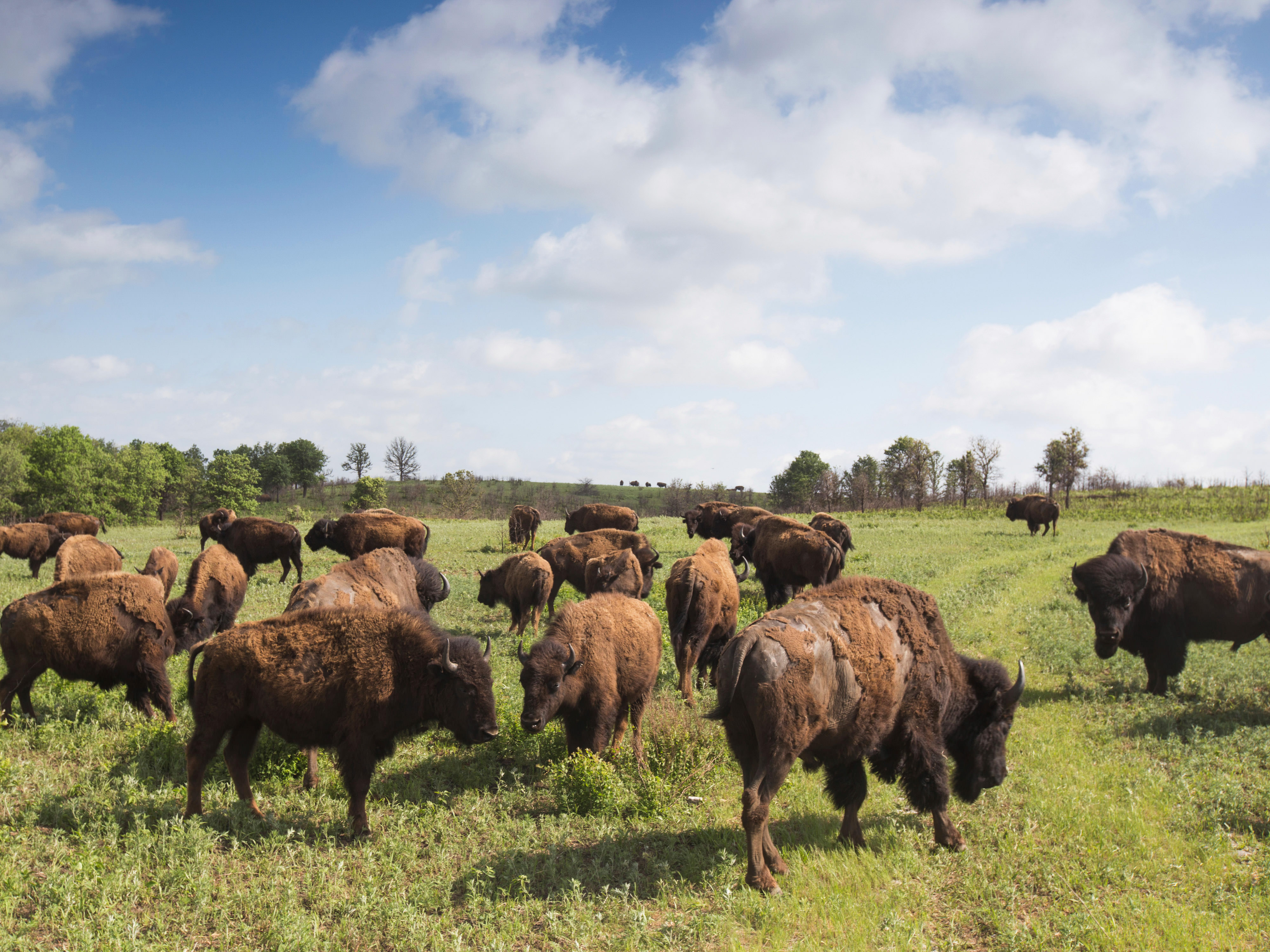A herd of brown bison gather in a grassy field.