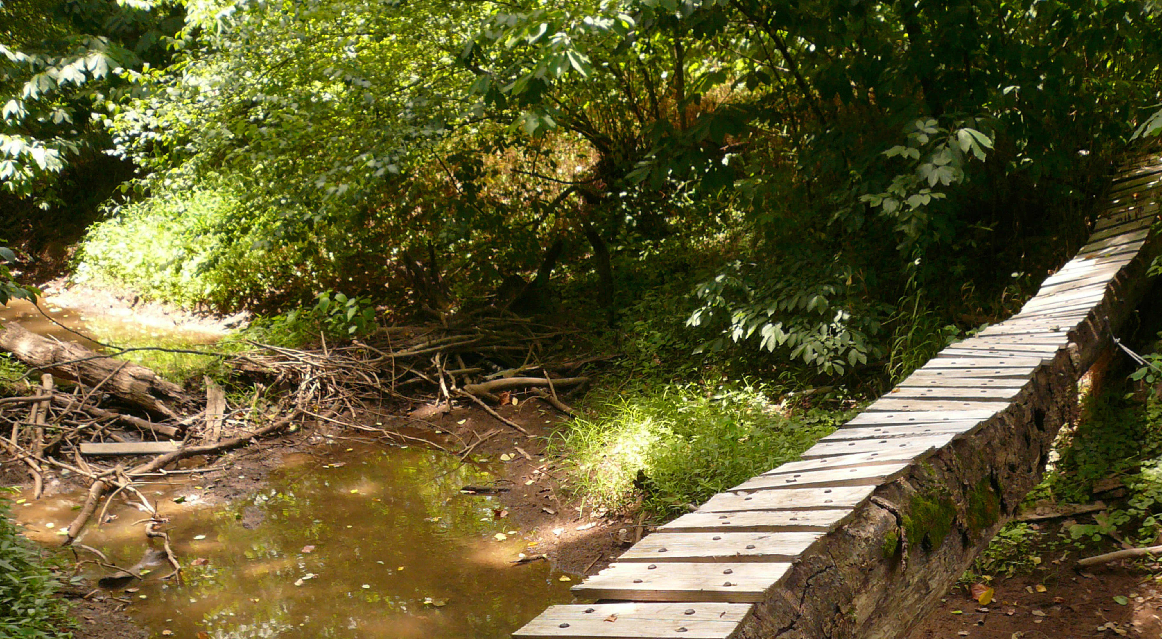 Boards secured to a narrow stone foundation create a footpath through a low muddy area in a forest.
